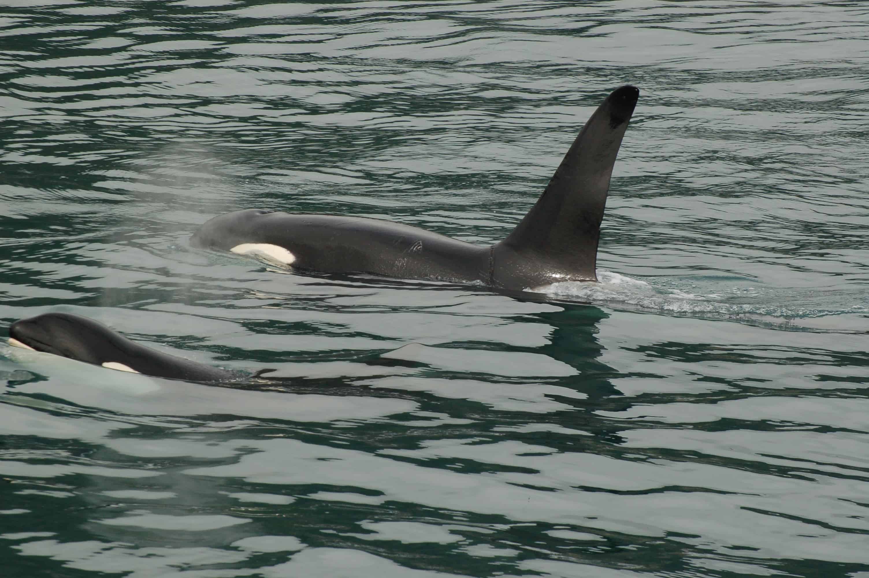 Male orca surfacing