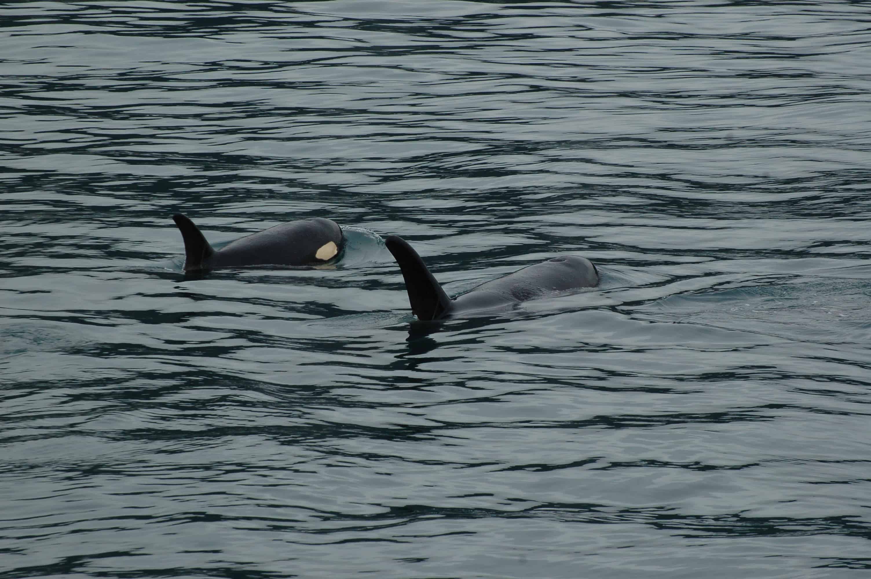 Orca pod off Seward