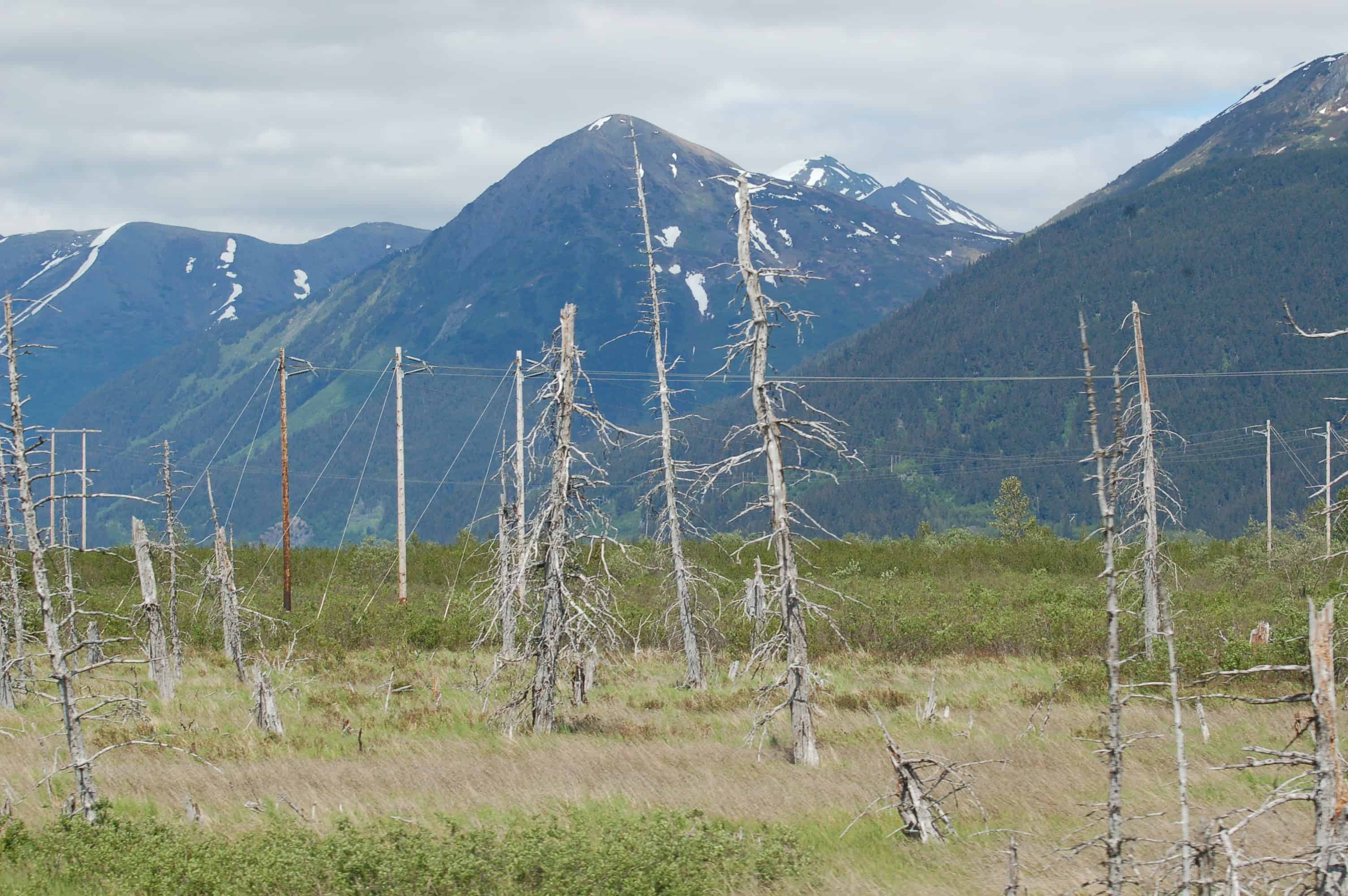 Dead trees in Portage Valley from the 1964 earthquake