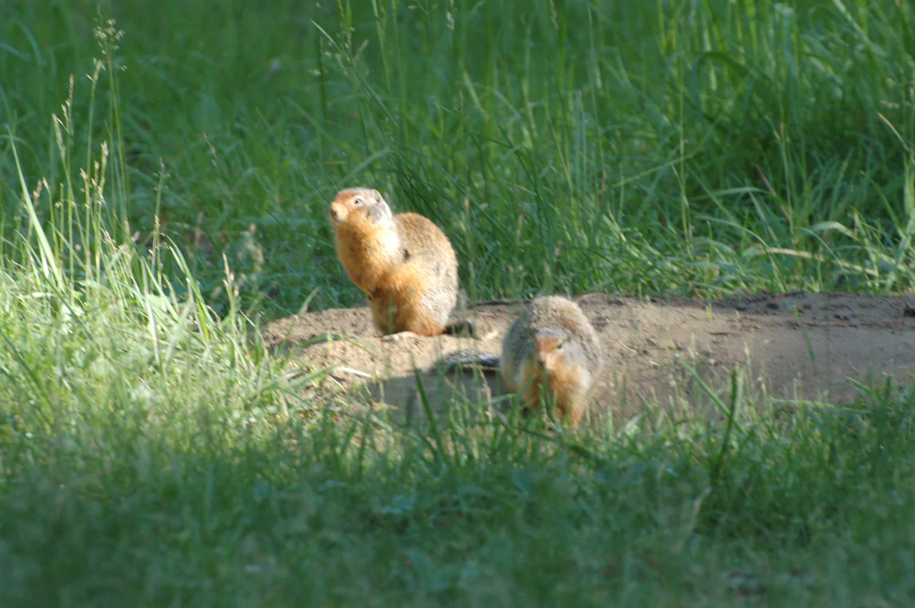 Two ground squirrels on our campsite