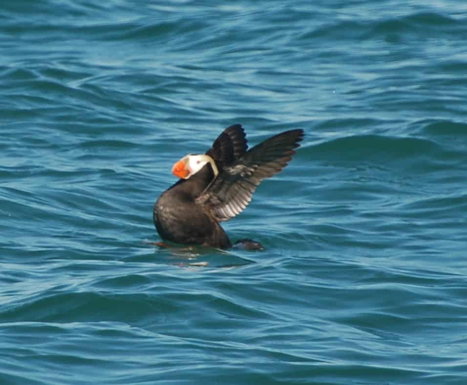 A puffin in Prince William Sound