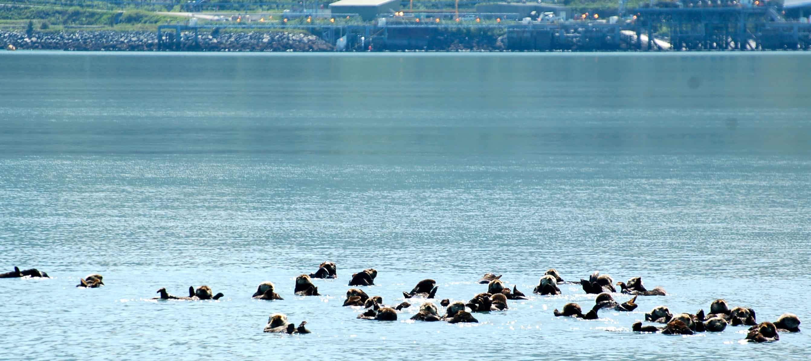 A raft of sea otters