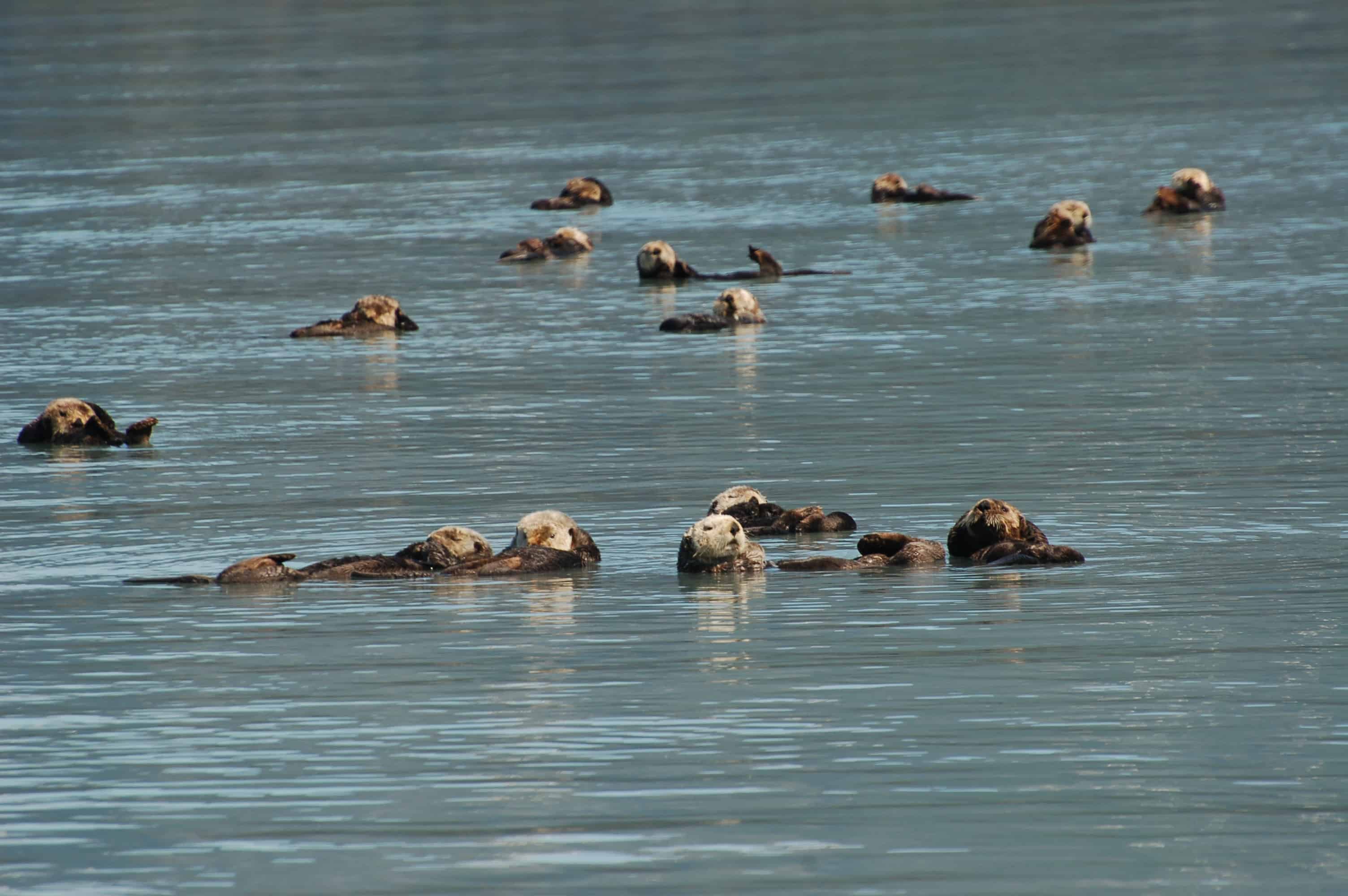 A raft of sea otters in Prince William Sound
