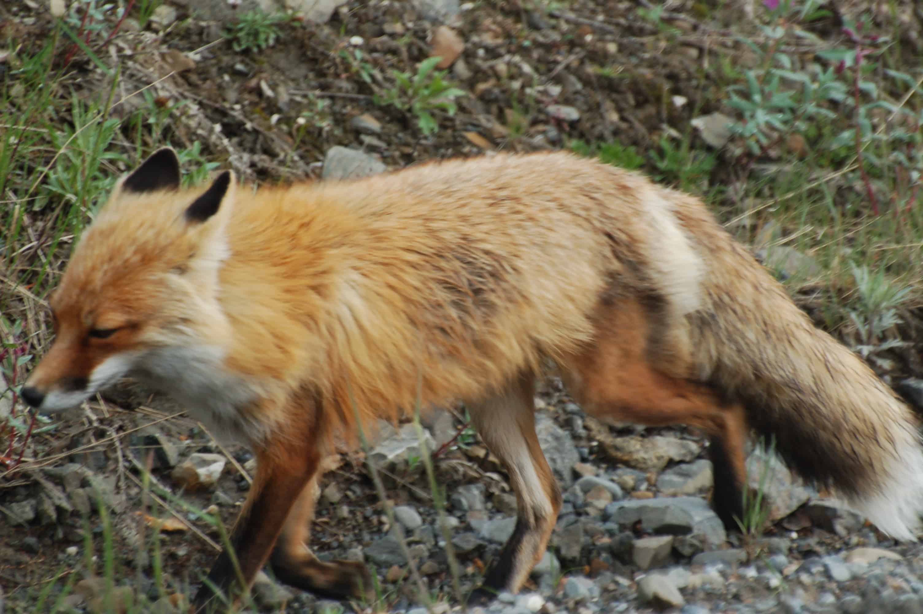 A red fox