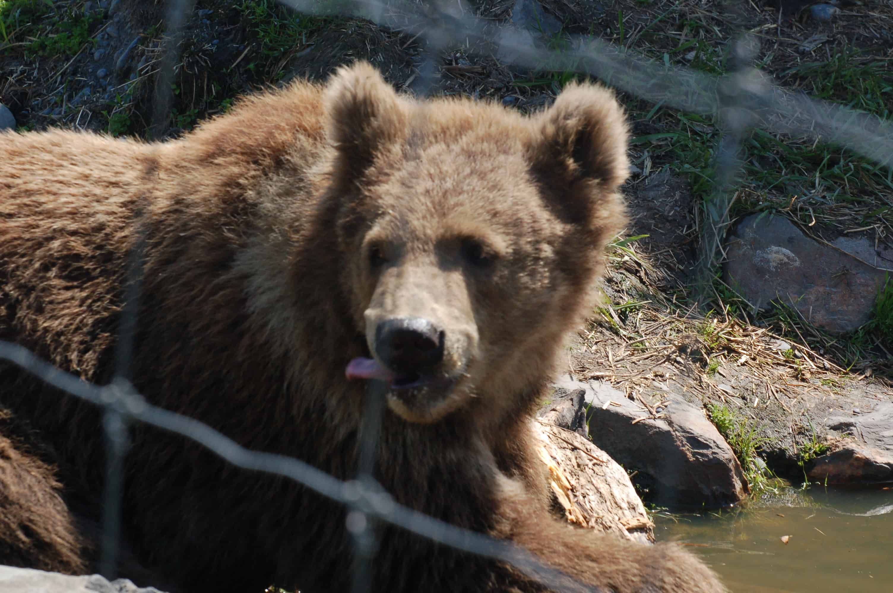 Two Kodiak cubs in rehabilitation