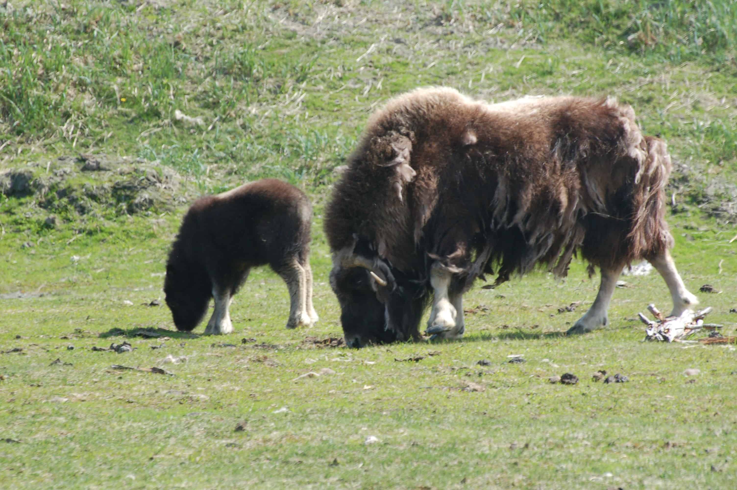 Musk ox at the Alaska Wildlife Conservation Center