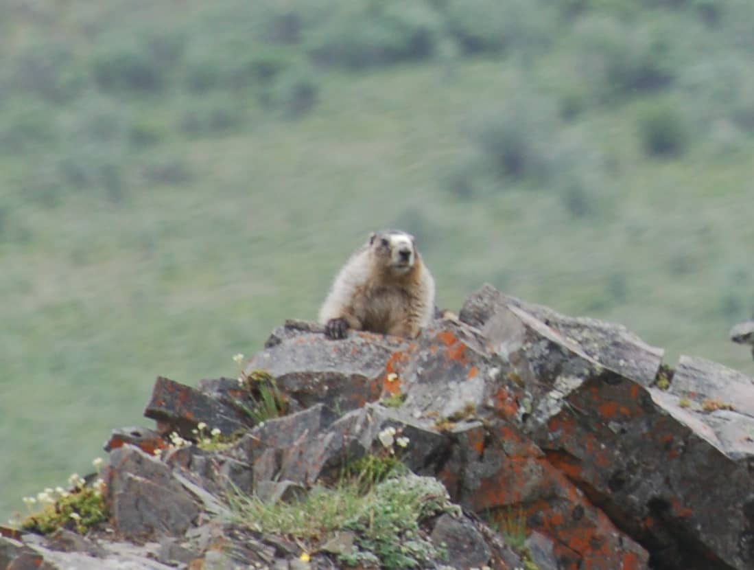 An Arctic ground squirrel on the tundra