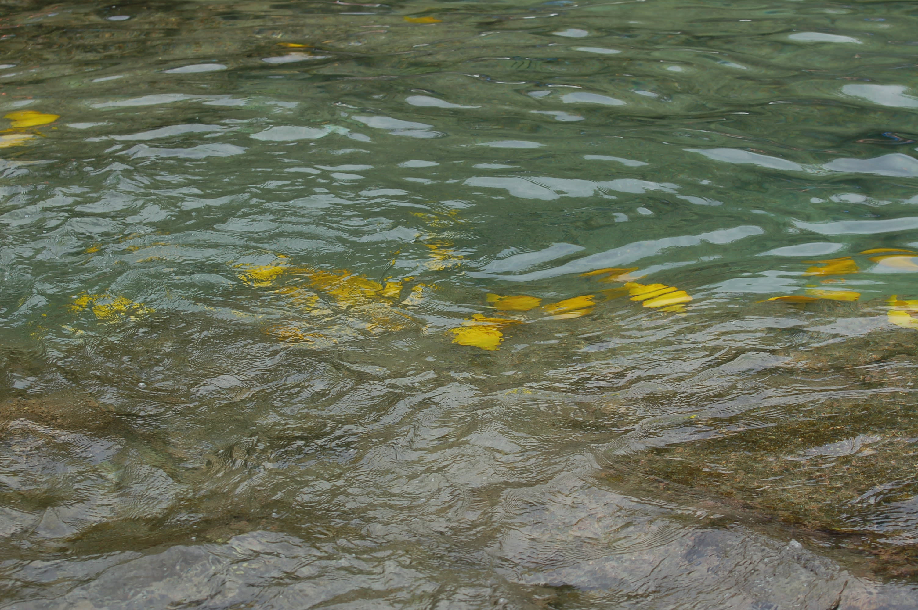A school of bright yellow fish at the Captain Cook Monument