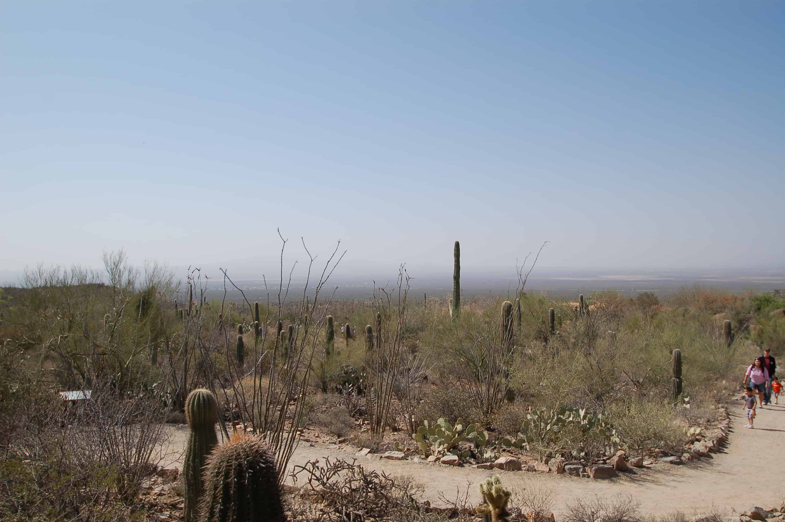 Sonoran Desert Museum, Tucson, Arizona