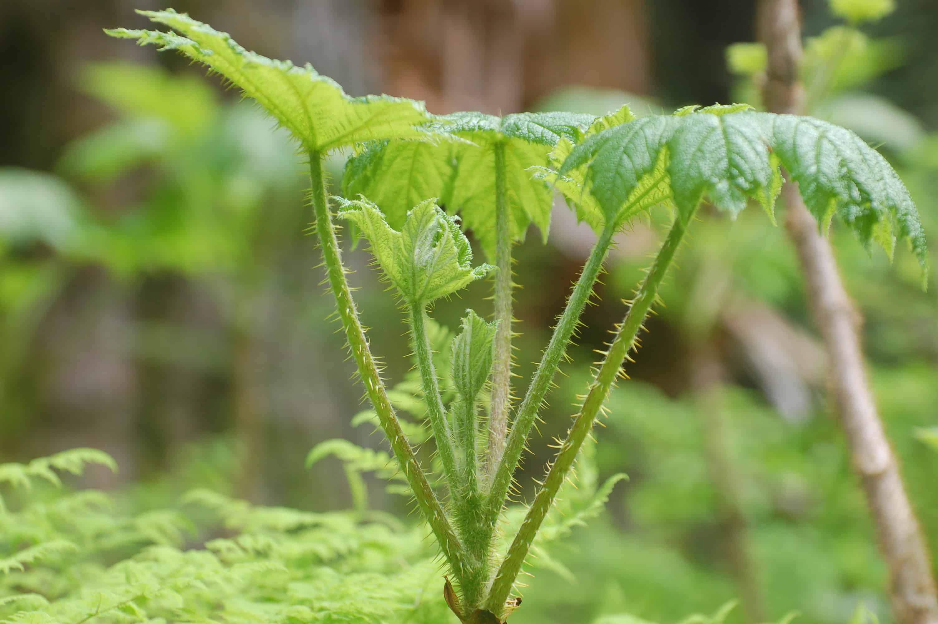 A thorny plant from the Glacier Gardens floor