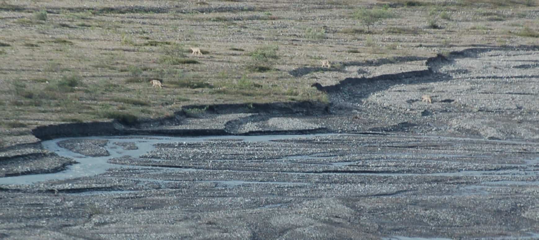 A pair of wolves on the Park Road