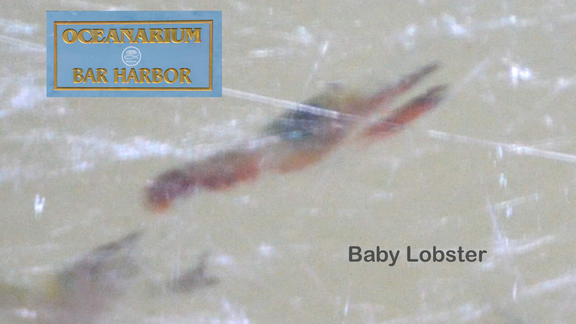 The Oceanarium in Bar Harbor, and a baby lobster in their hatchery