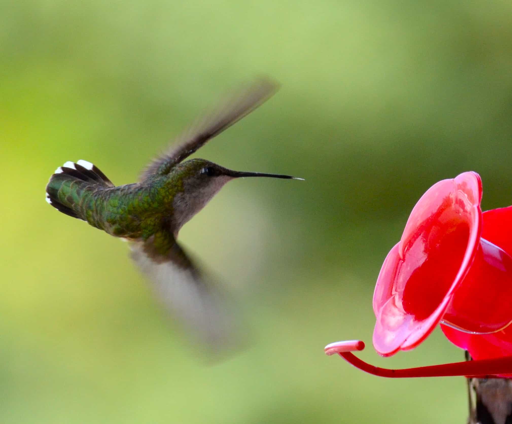 A hummingbird approaching the sugar flower