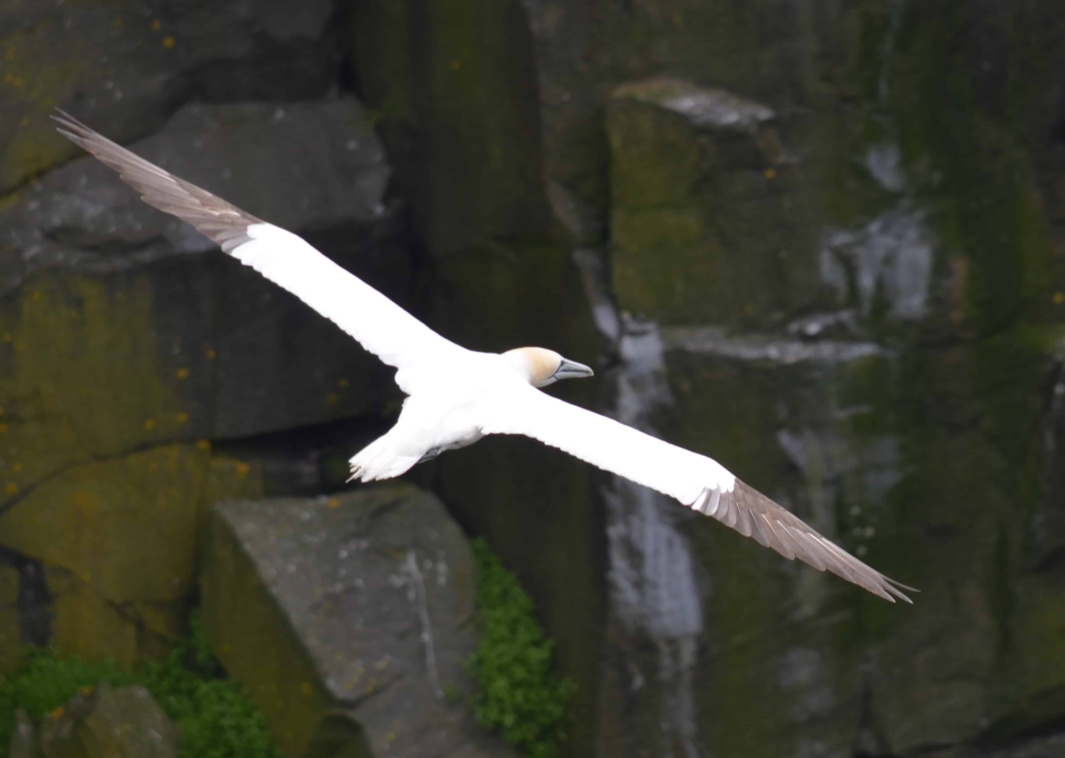 Another gannet
