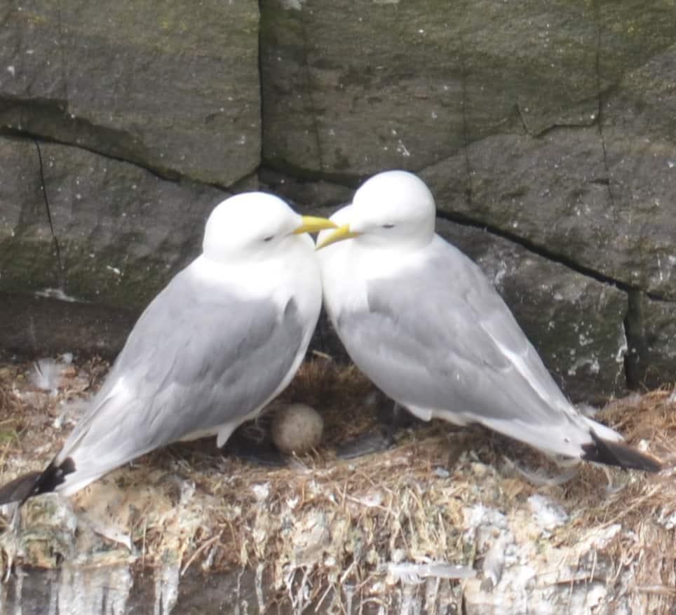 A pair of Black-Legged Kittiwakes