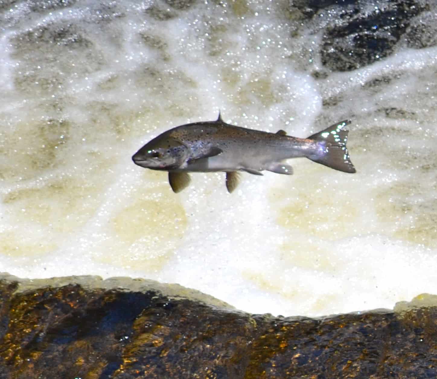 Atlantic salmon at the fish ladders