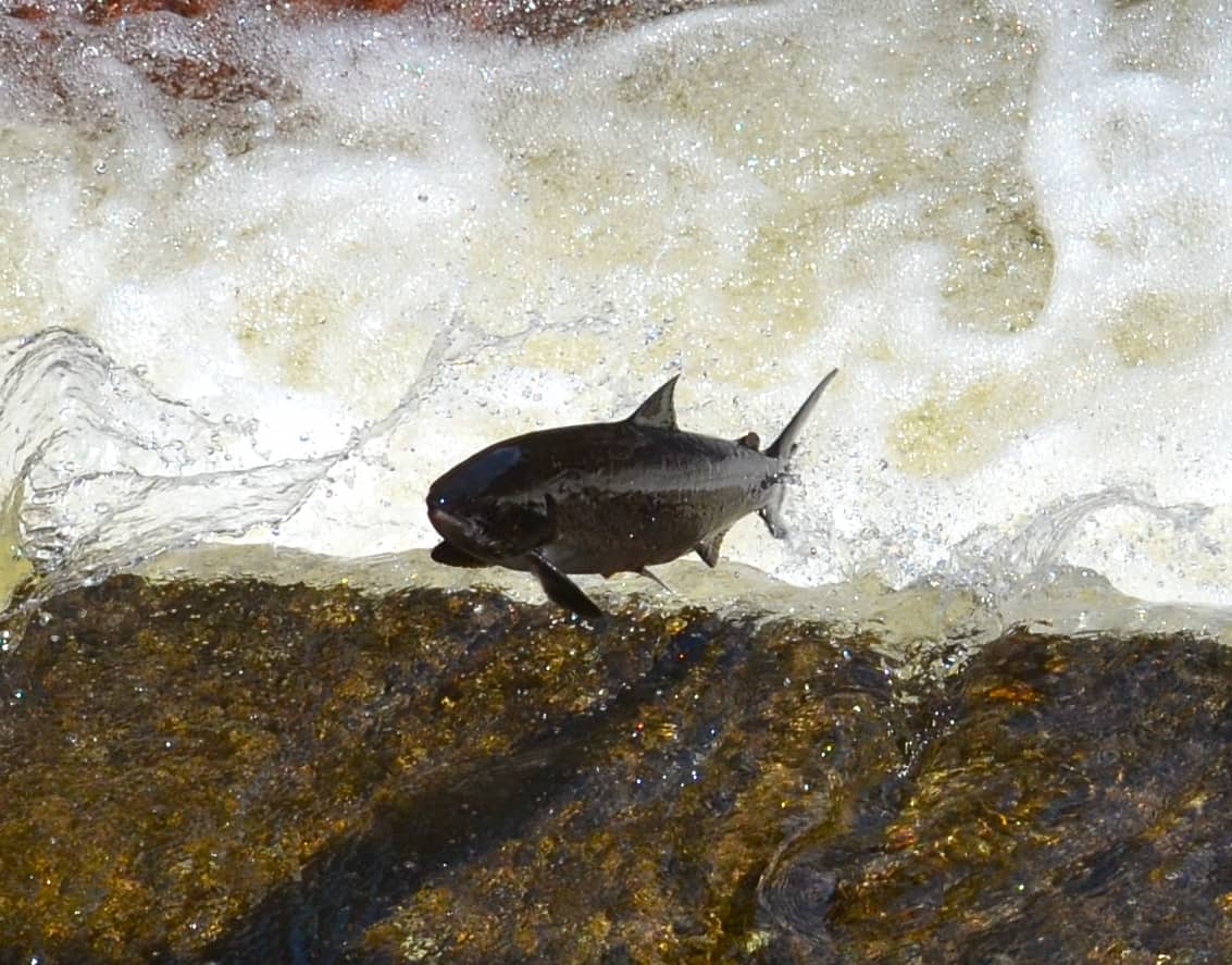 Salmon at the ladders
