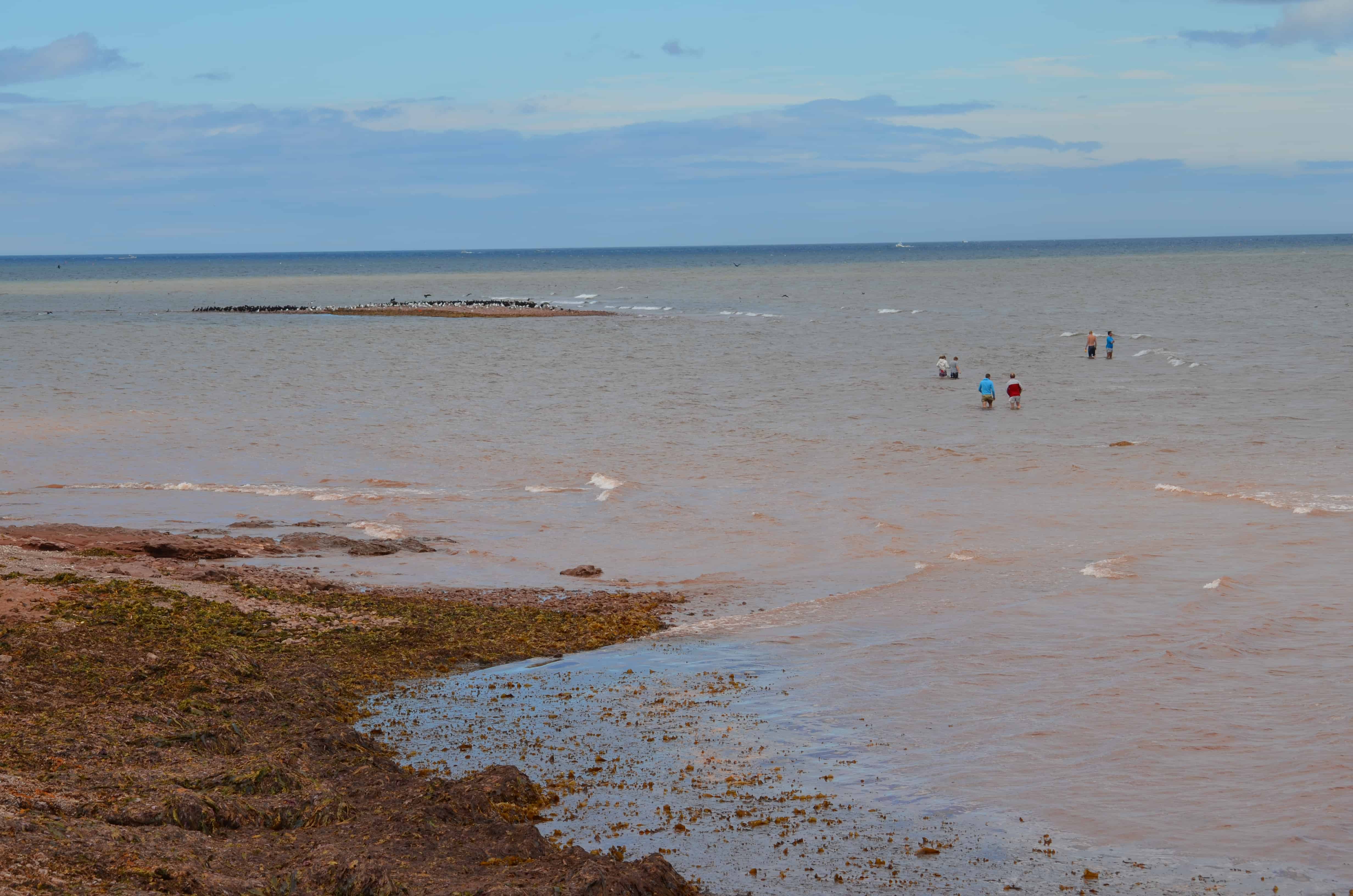 A family wading out toward the reef