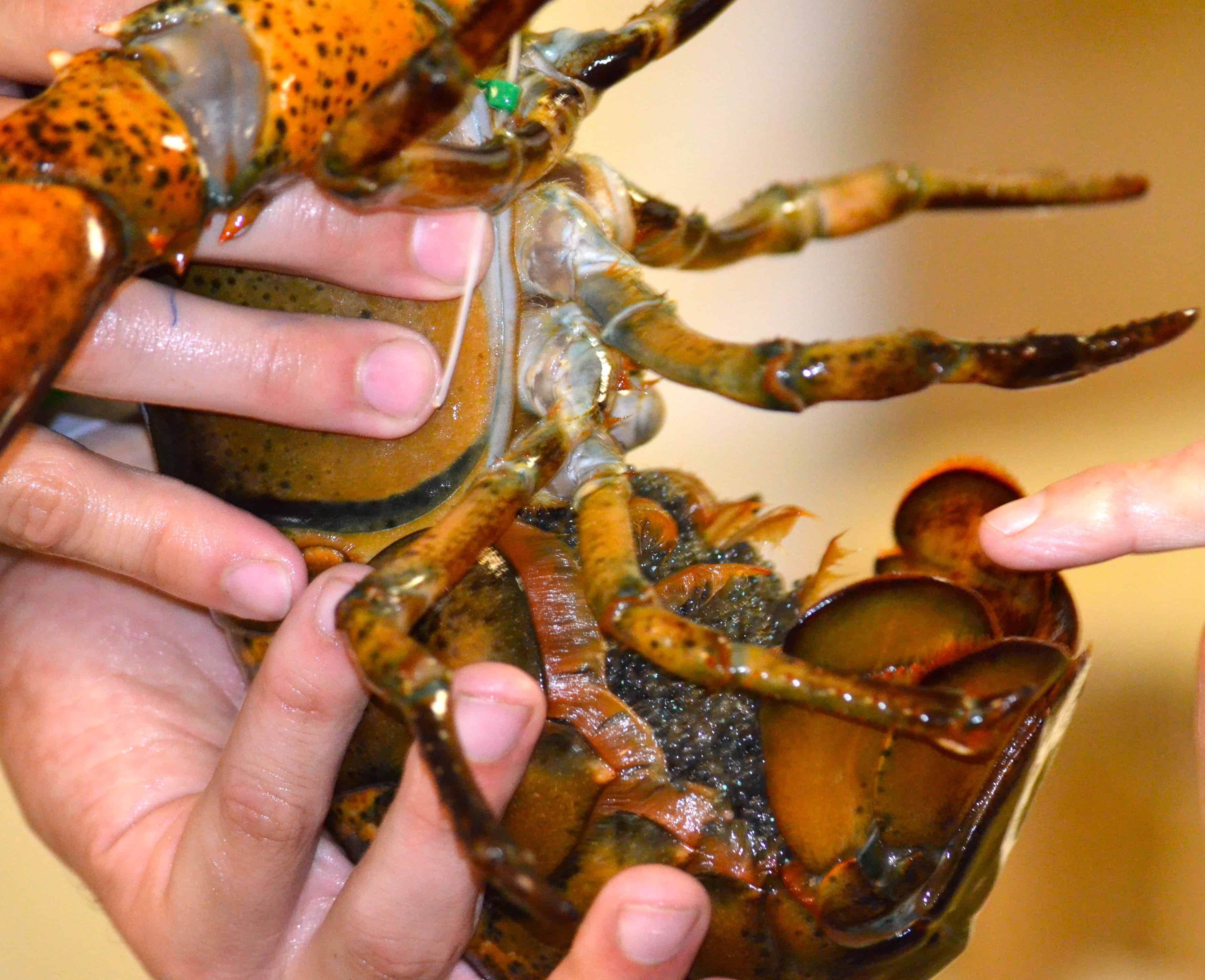 A female lobster with eggs, just before hatching