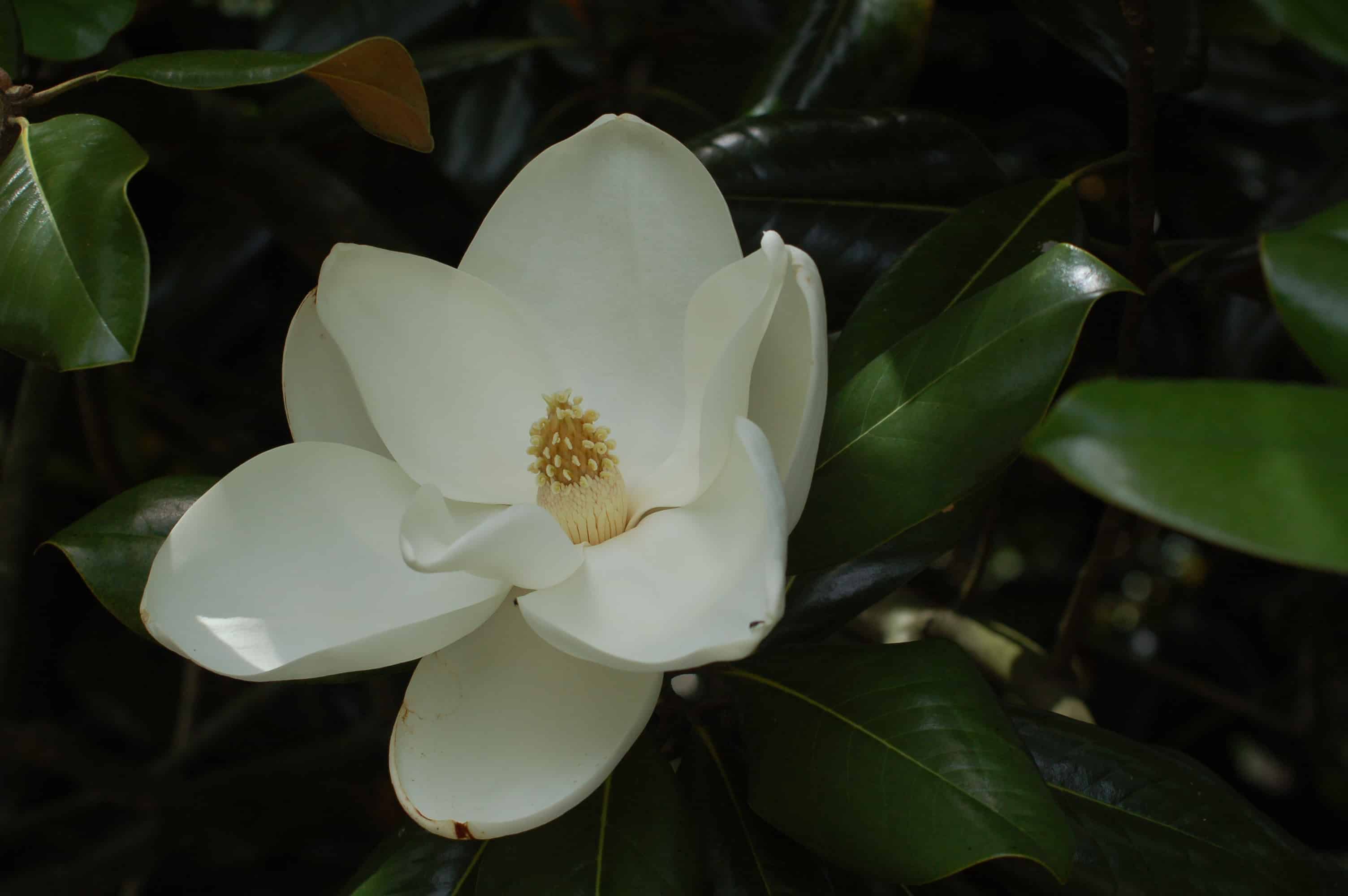 Magnolias at Turtle Point