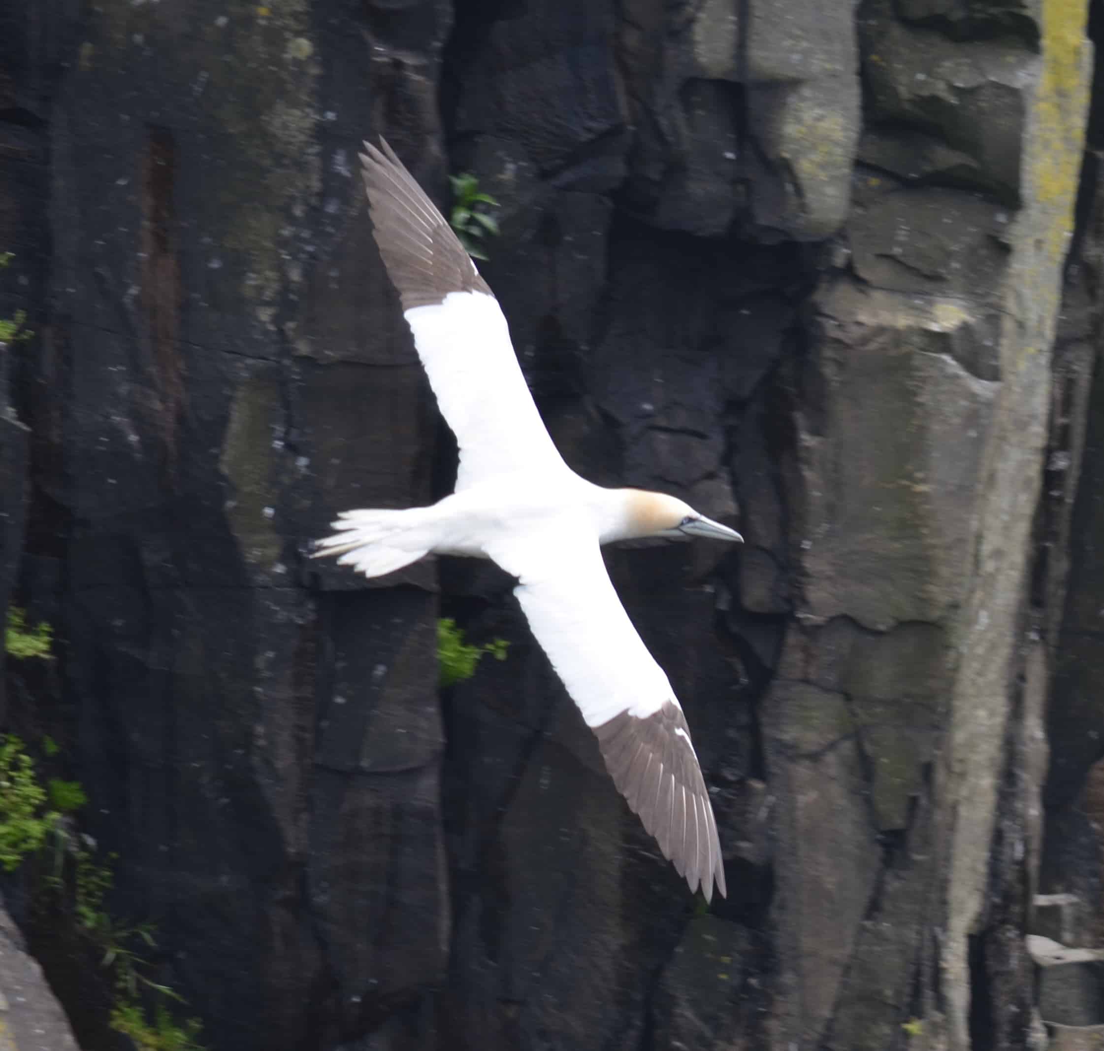 A Northern Gannet soaring