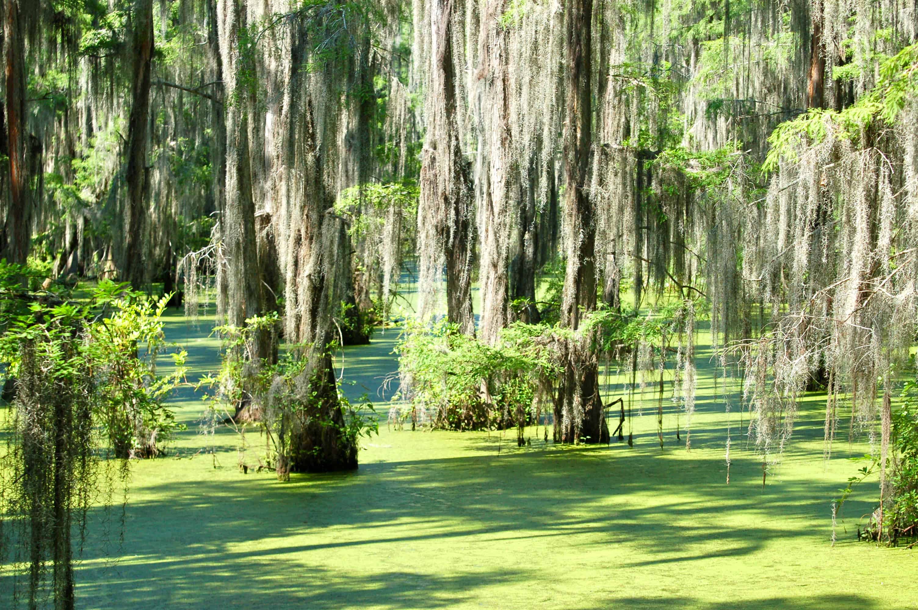 The Legislator through the marsh
