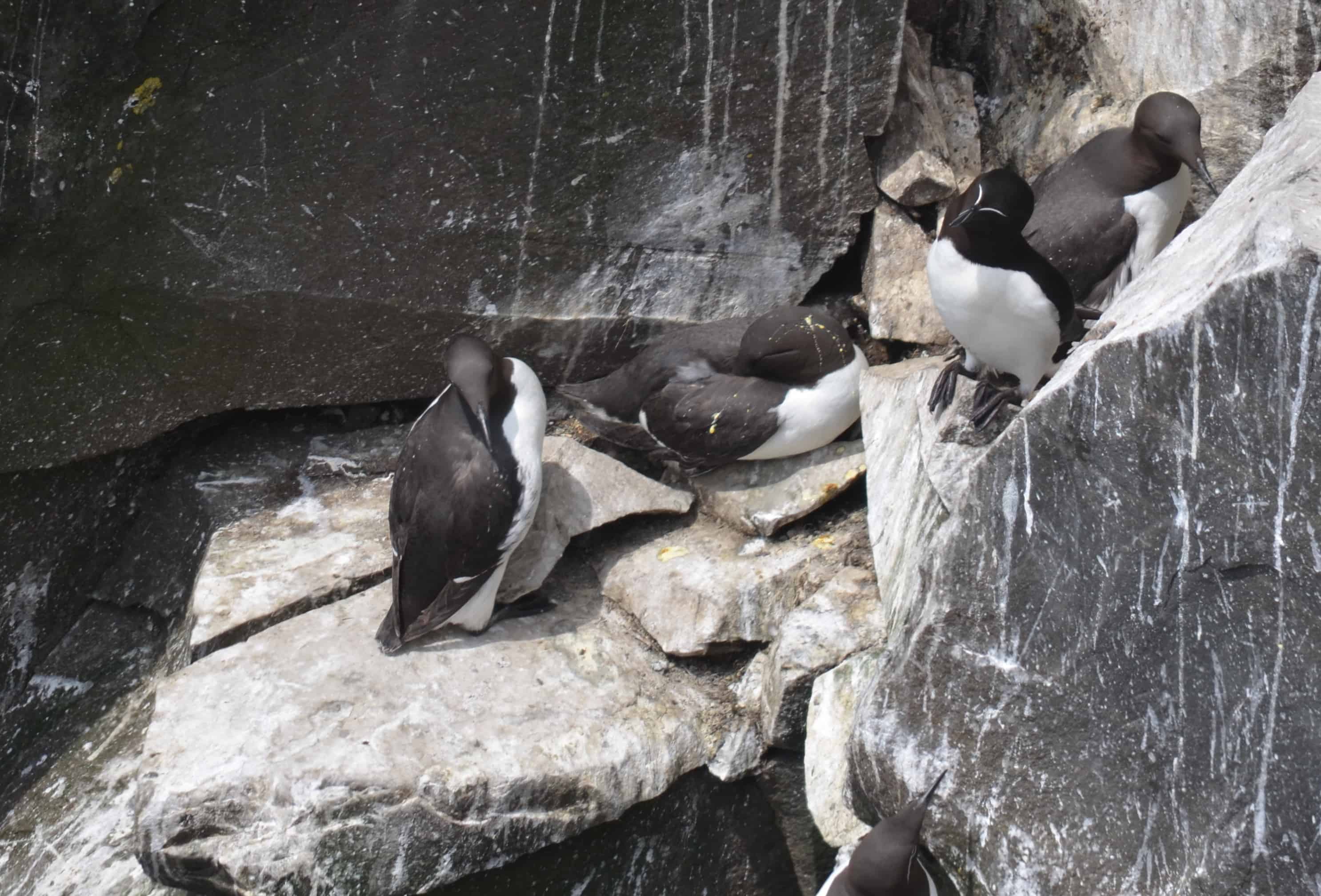 A Common Murre