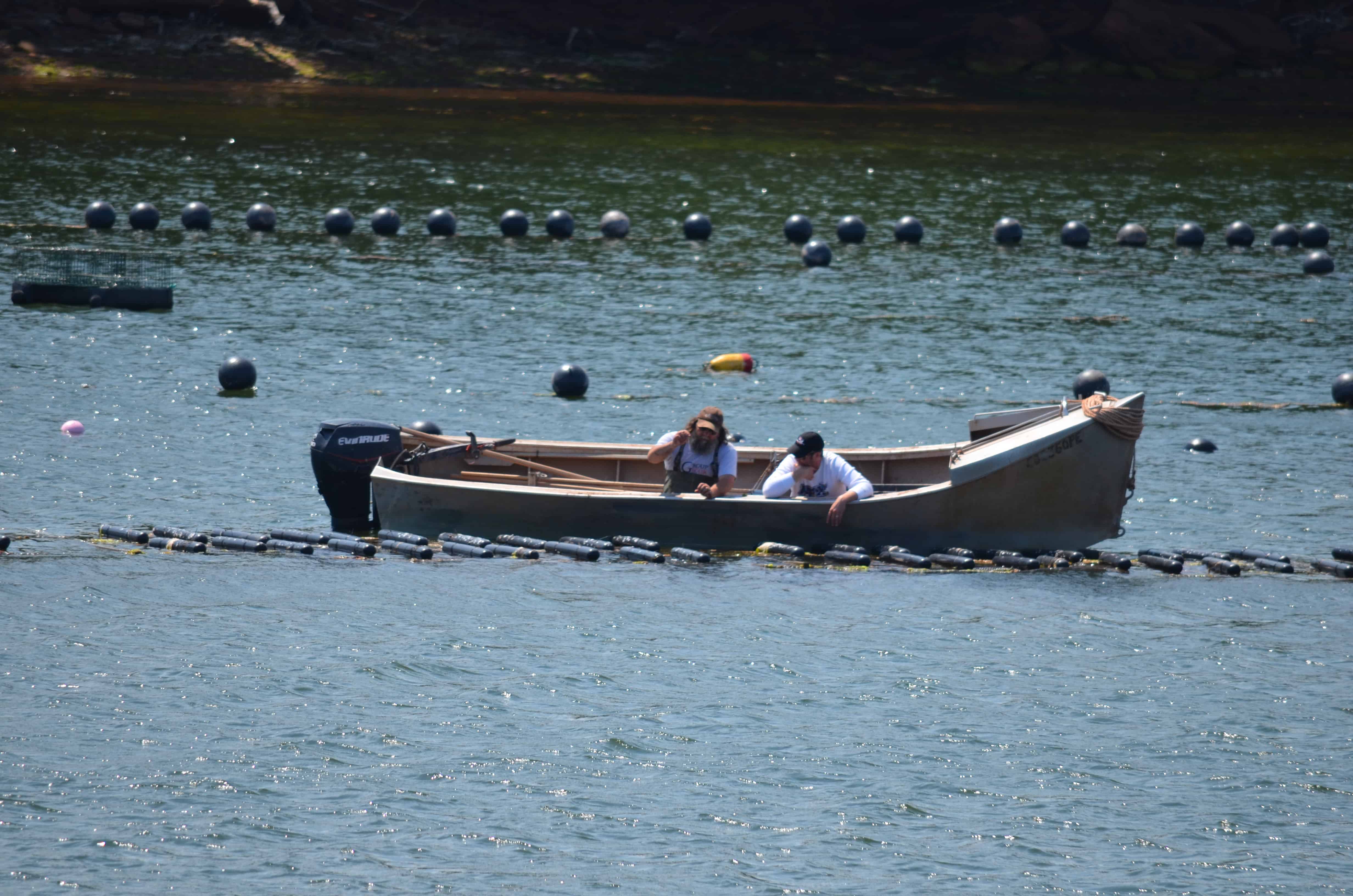 Mussel tending