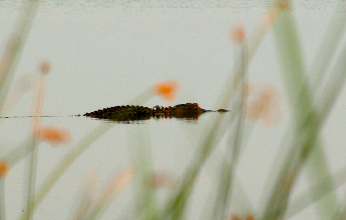 A Meaher State Park alligator on his morning rounds