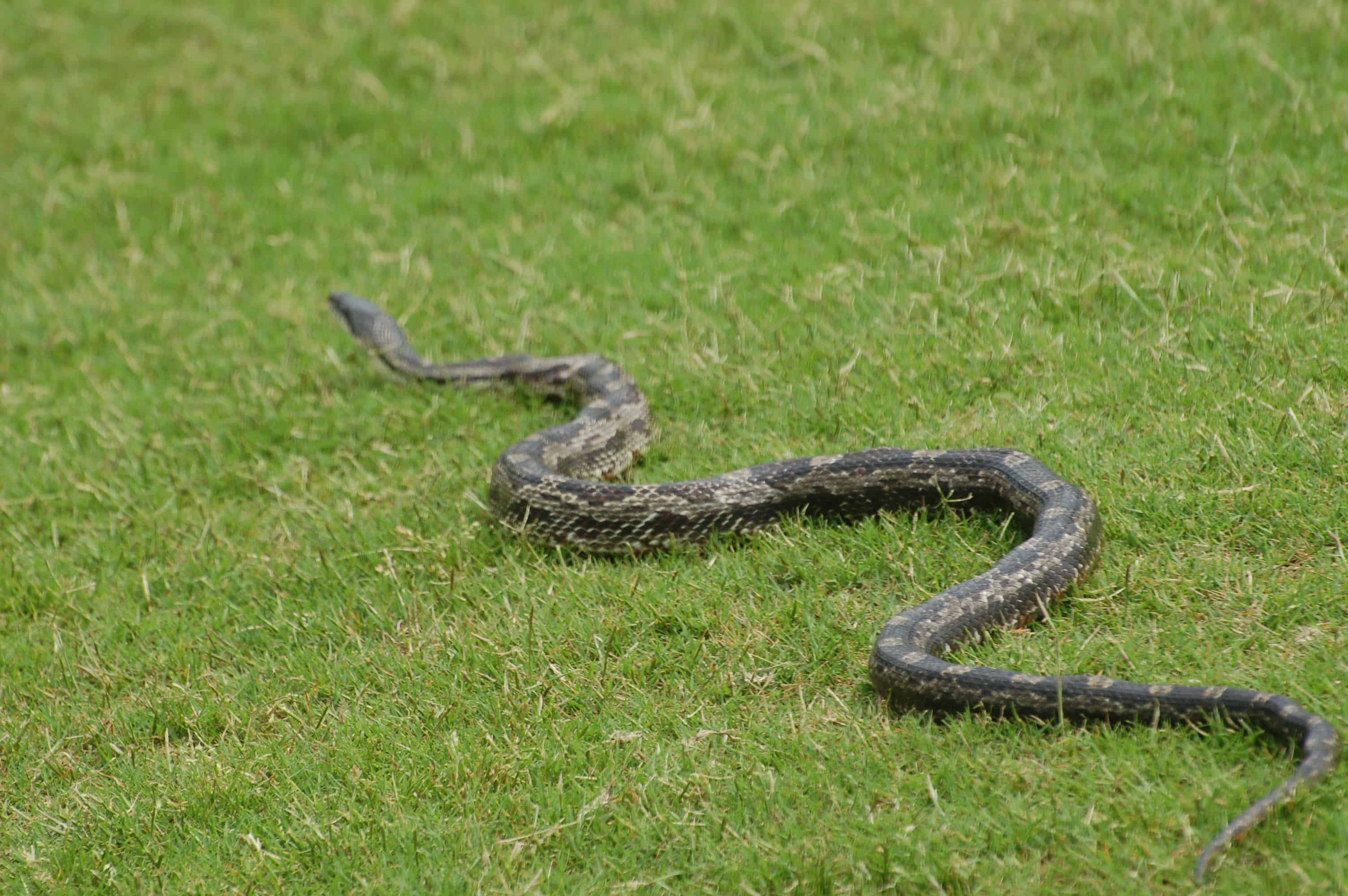 A brown water snake, going about its day
