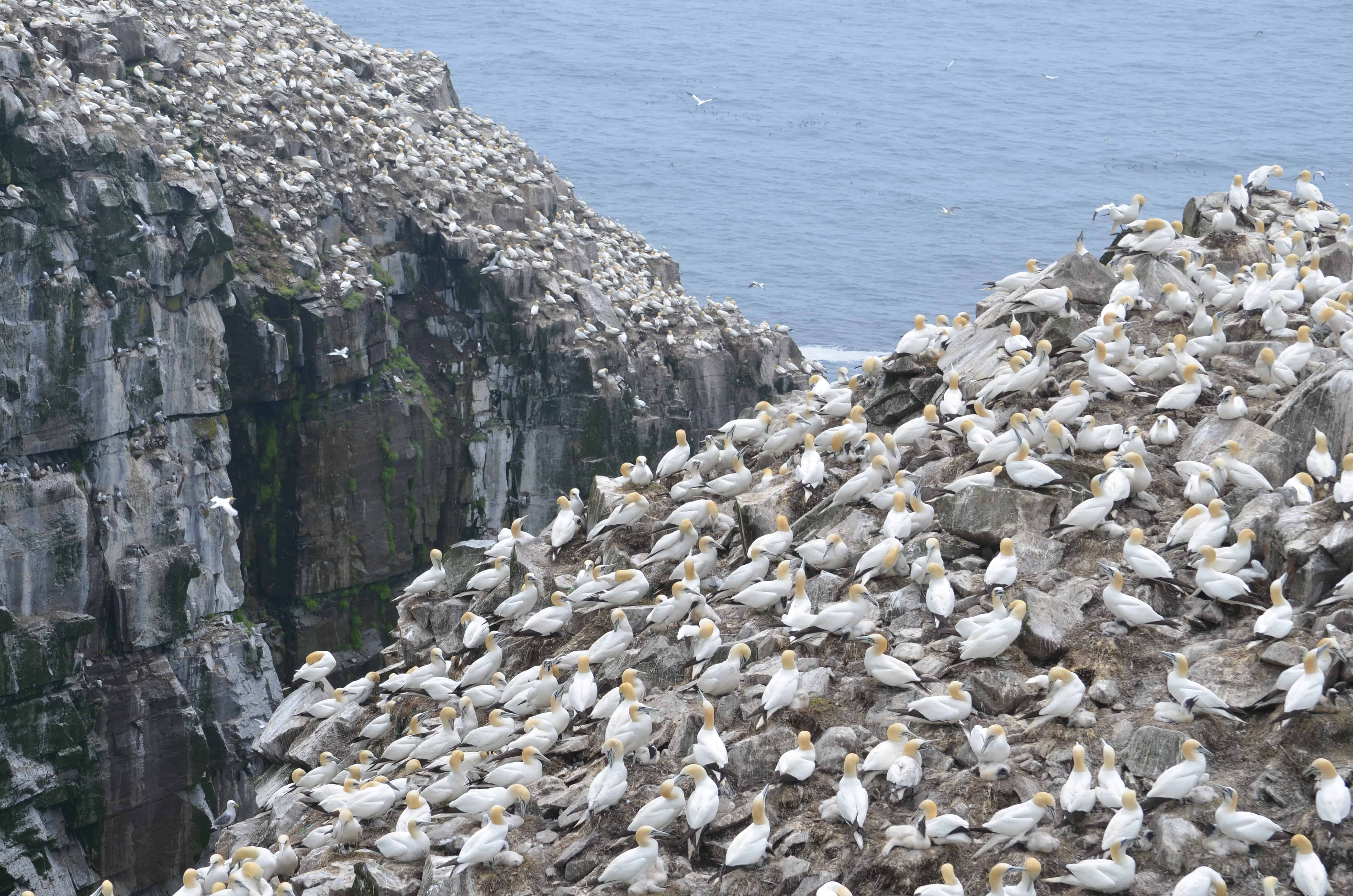 The colony at Cape Saint Mary's