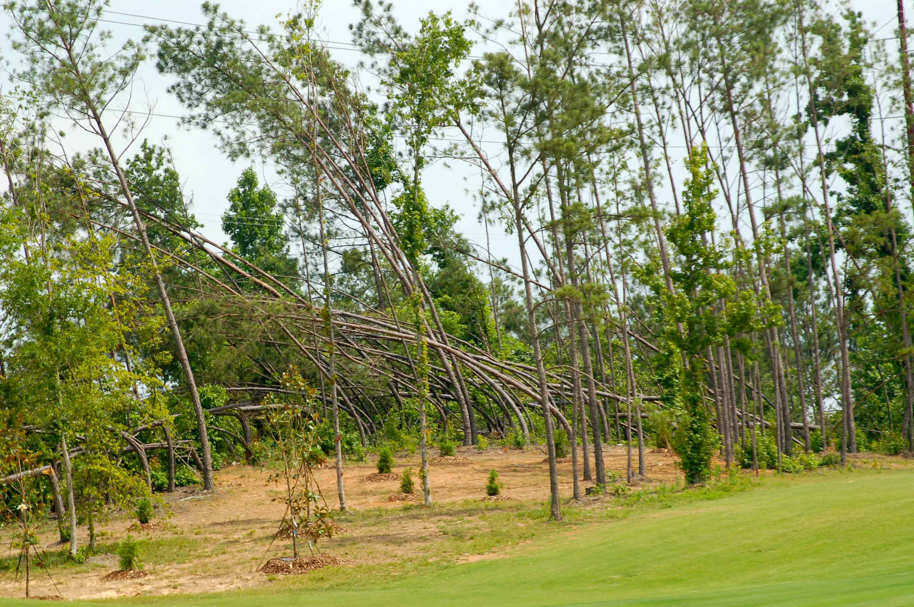 The trees, not gone but folded