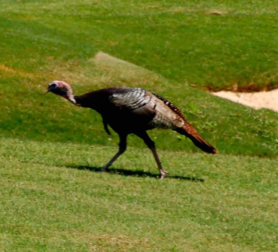 Wild turkeys on the course