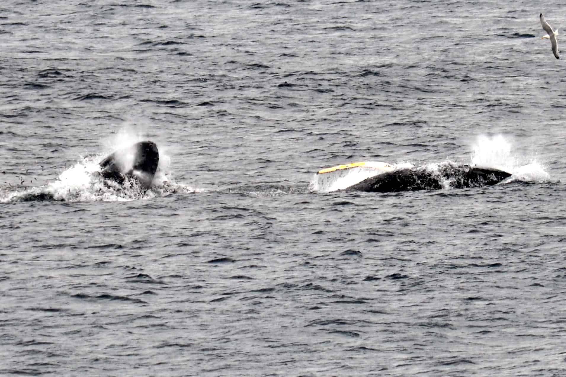 Two whales at a time