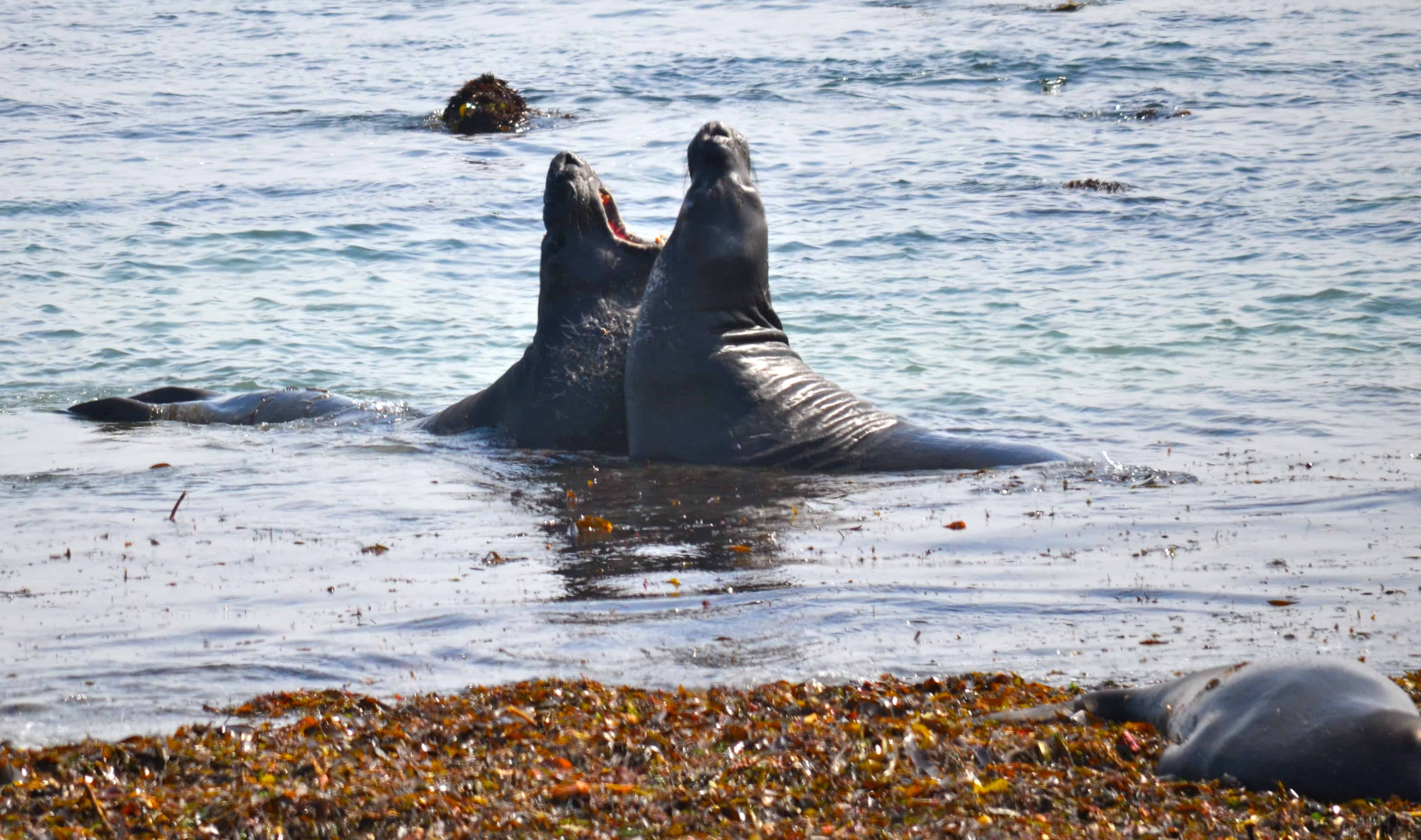 Two seals in a slow dispute