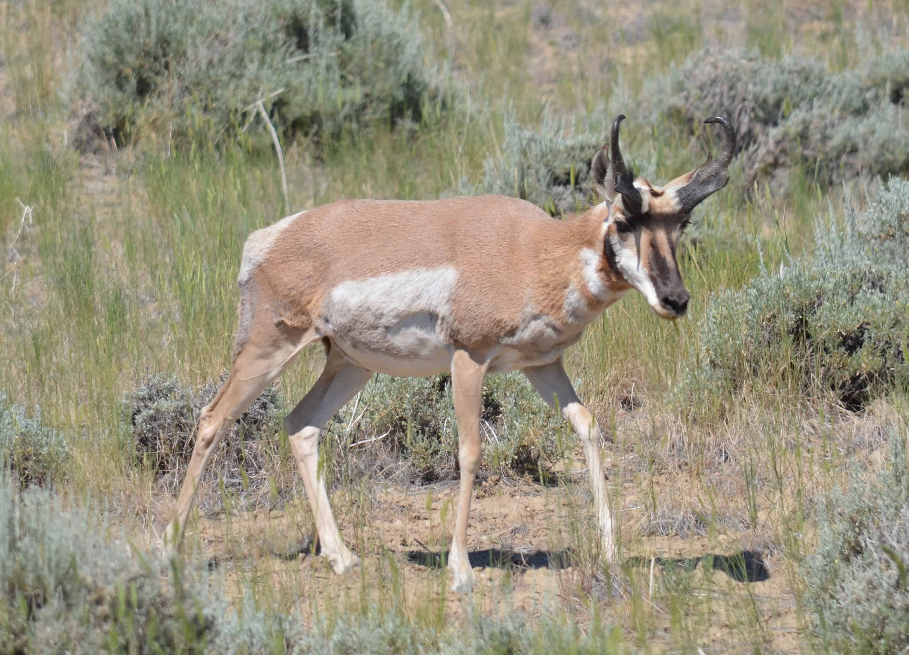A pronghorn