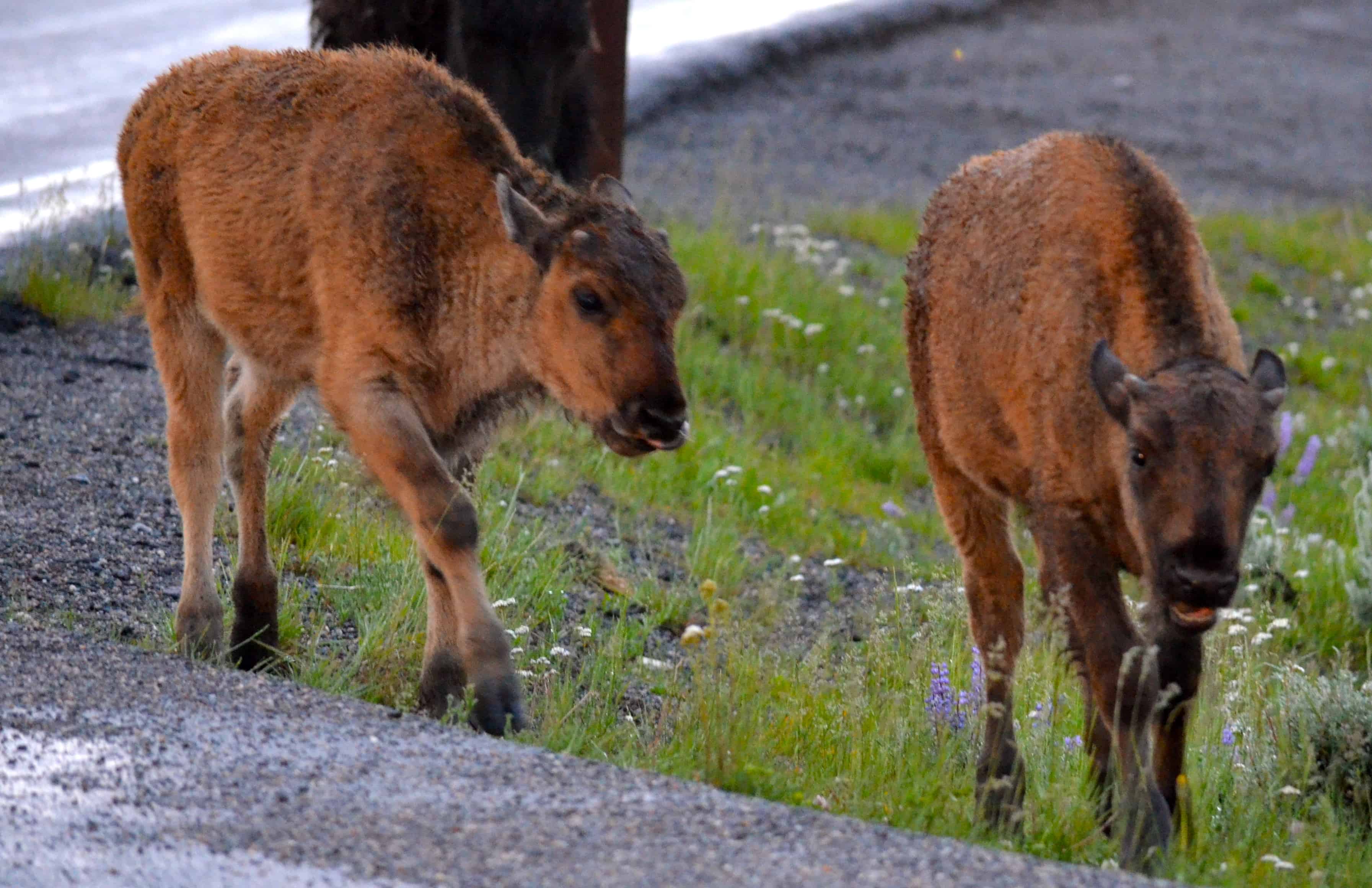 A bison calf alongside the rig
