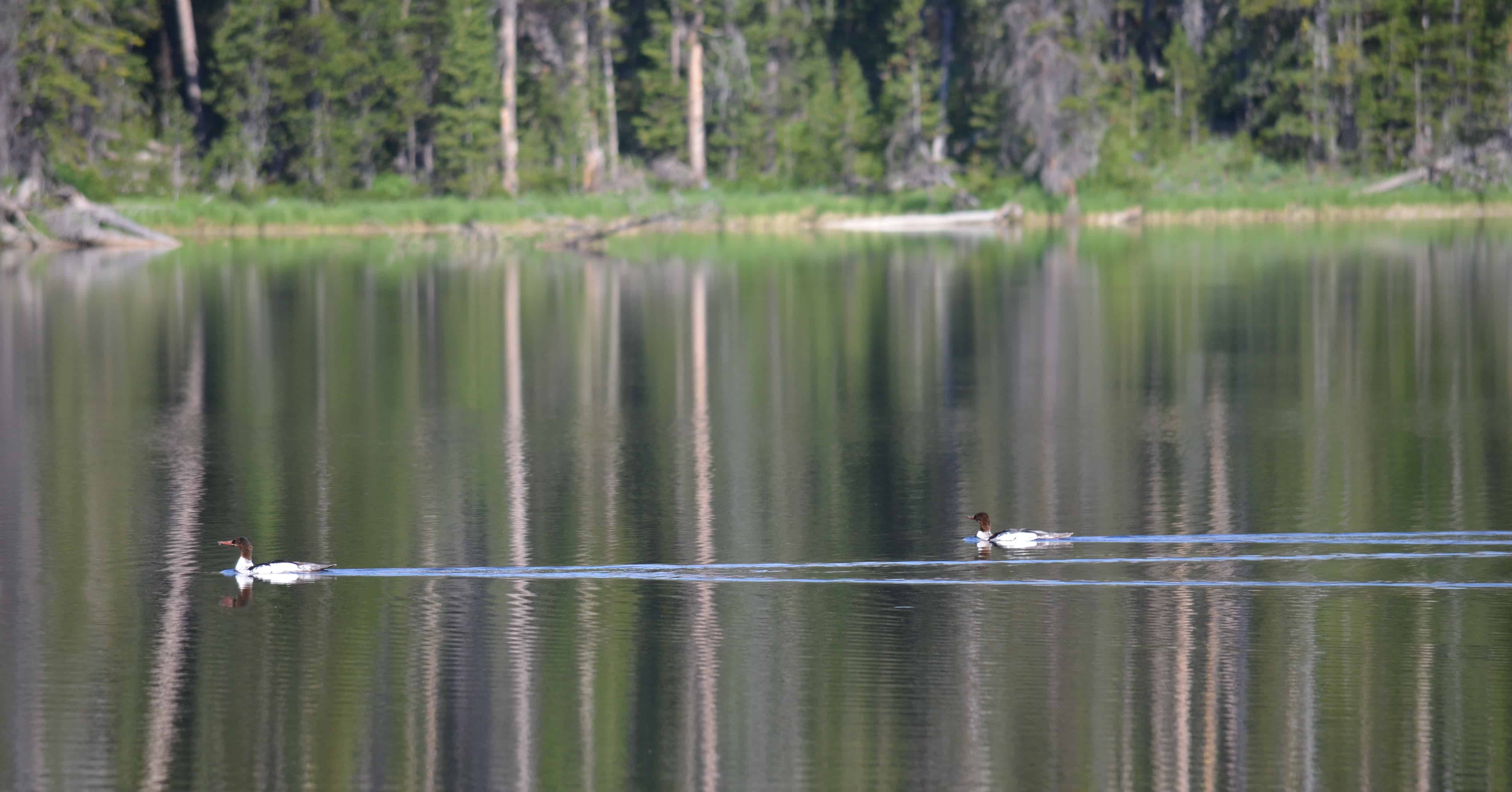 Two ducks gliding across the glassy surface of Yellowstone Lake