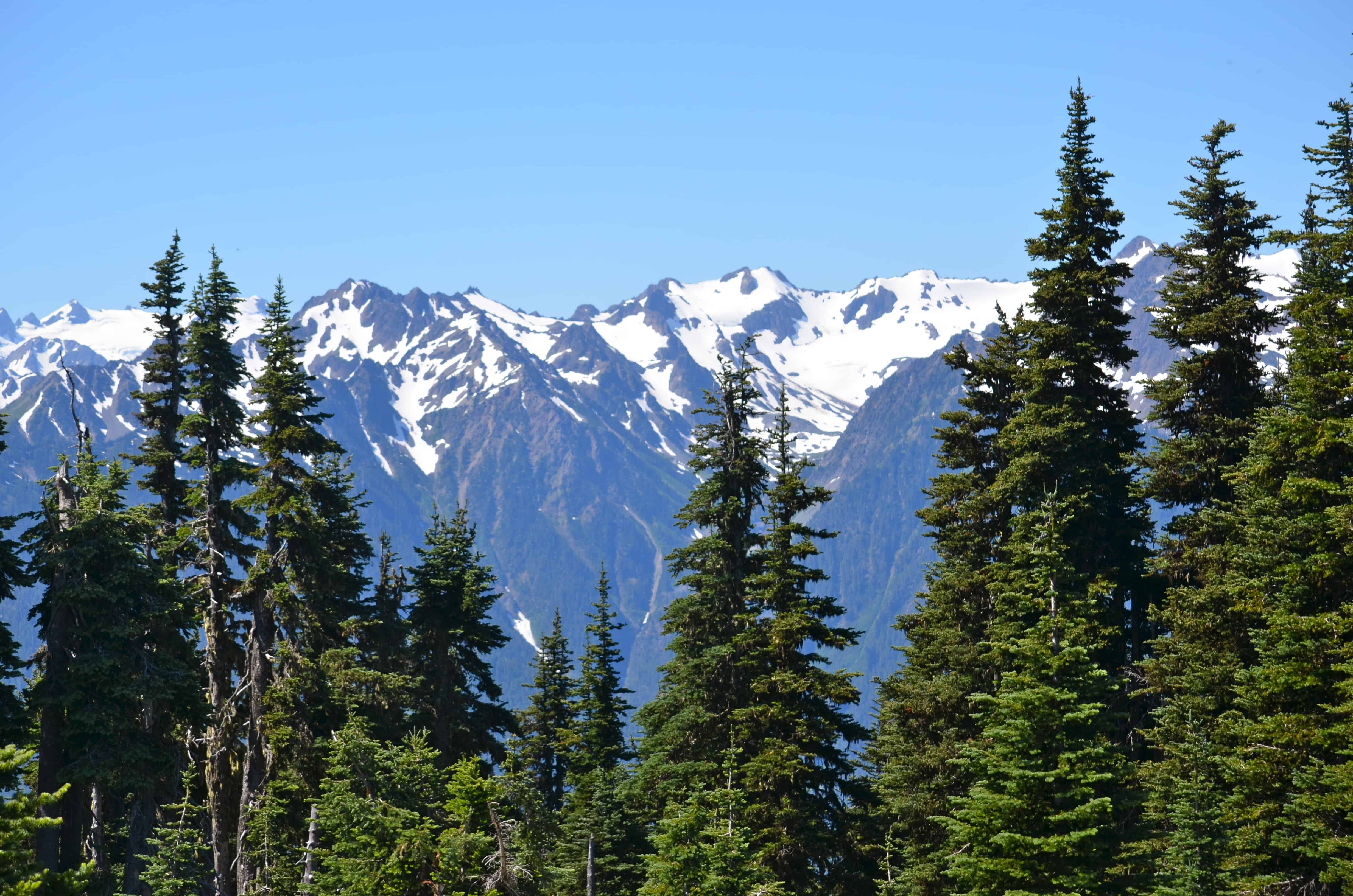 Hurricane Ridge, Olympic National Park