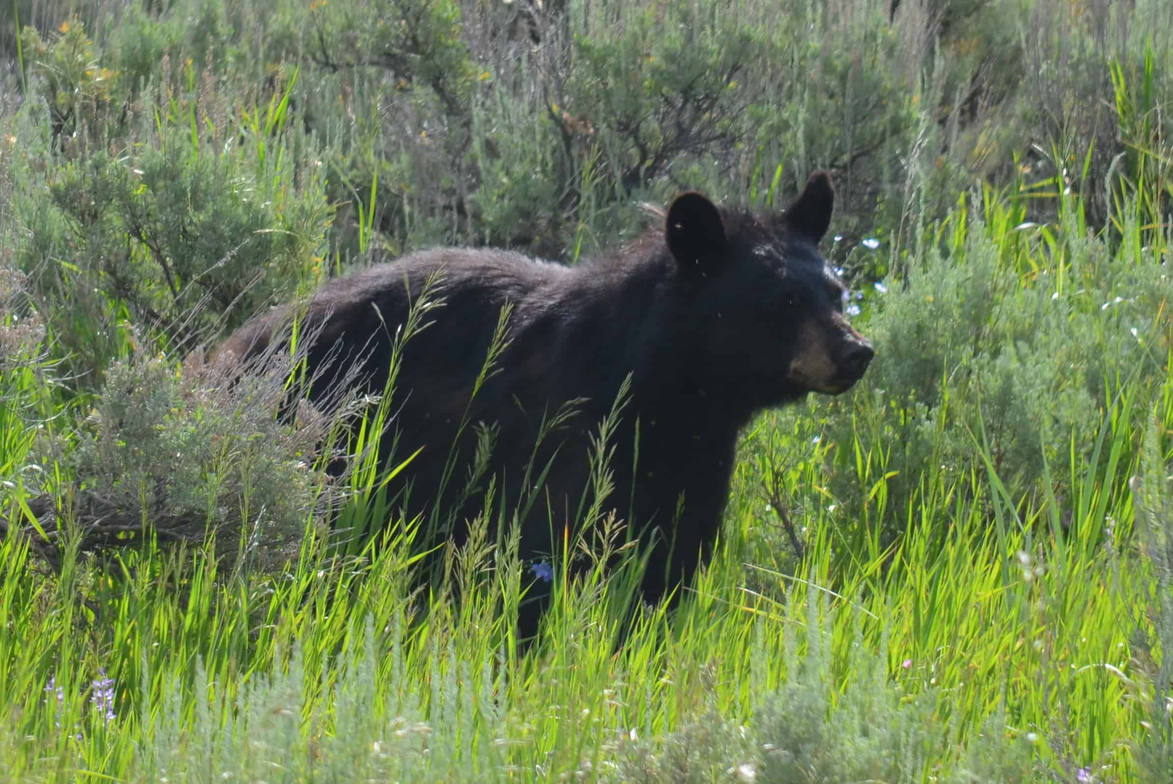 A black bear