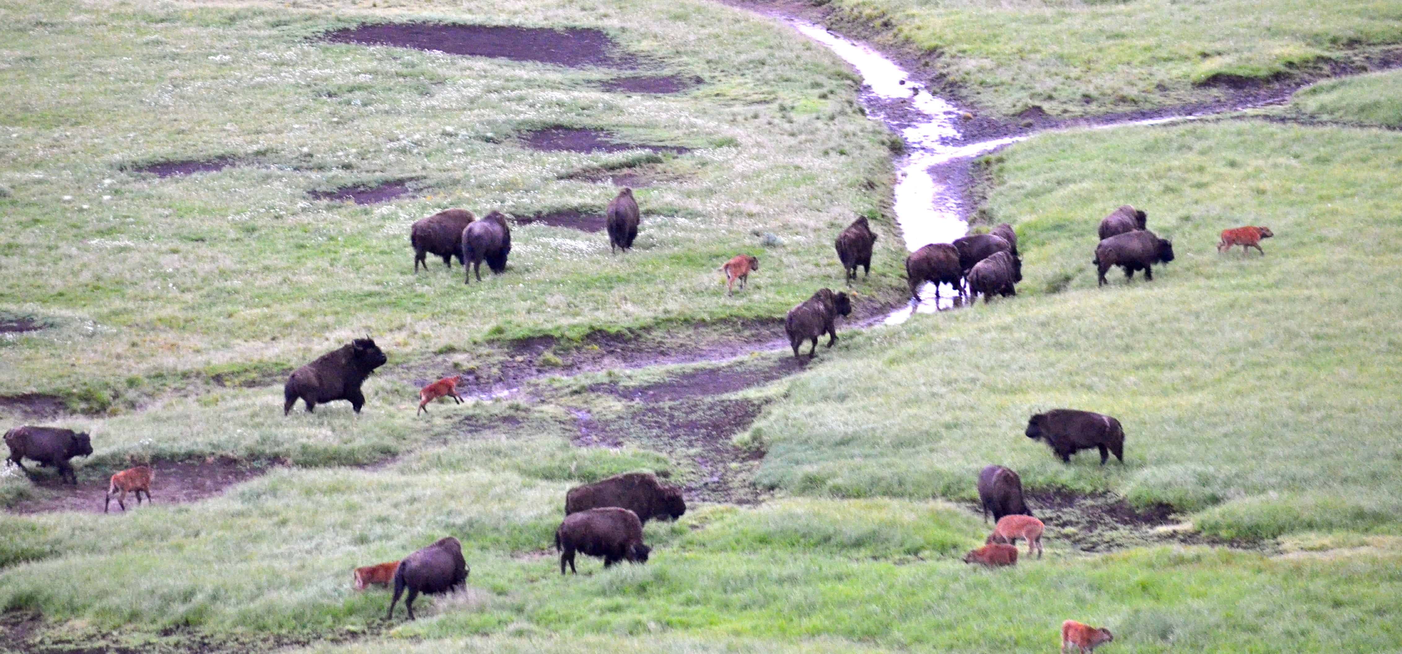 The bison herd