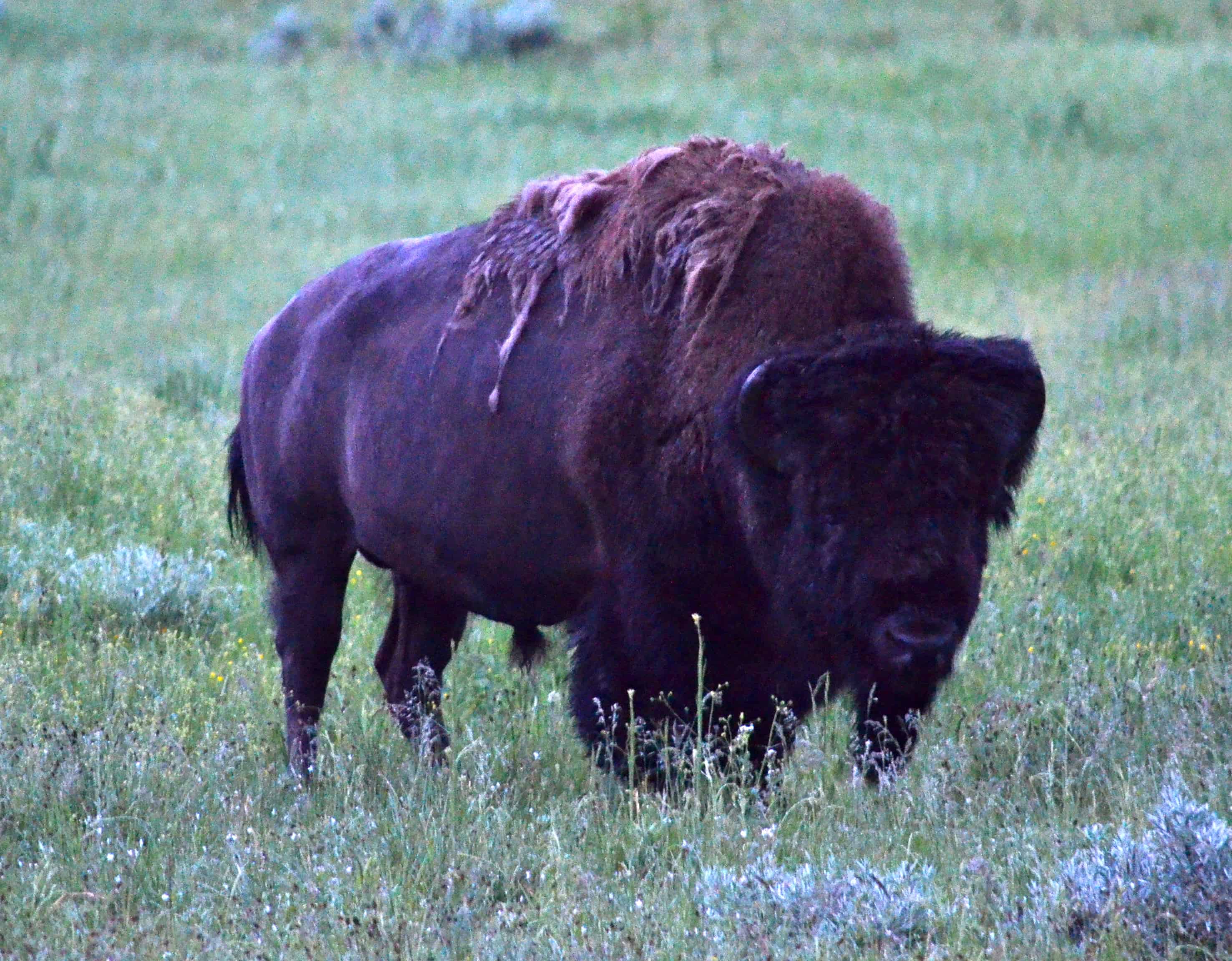 A bison up close