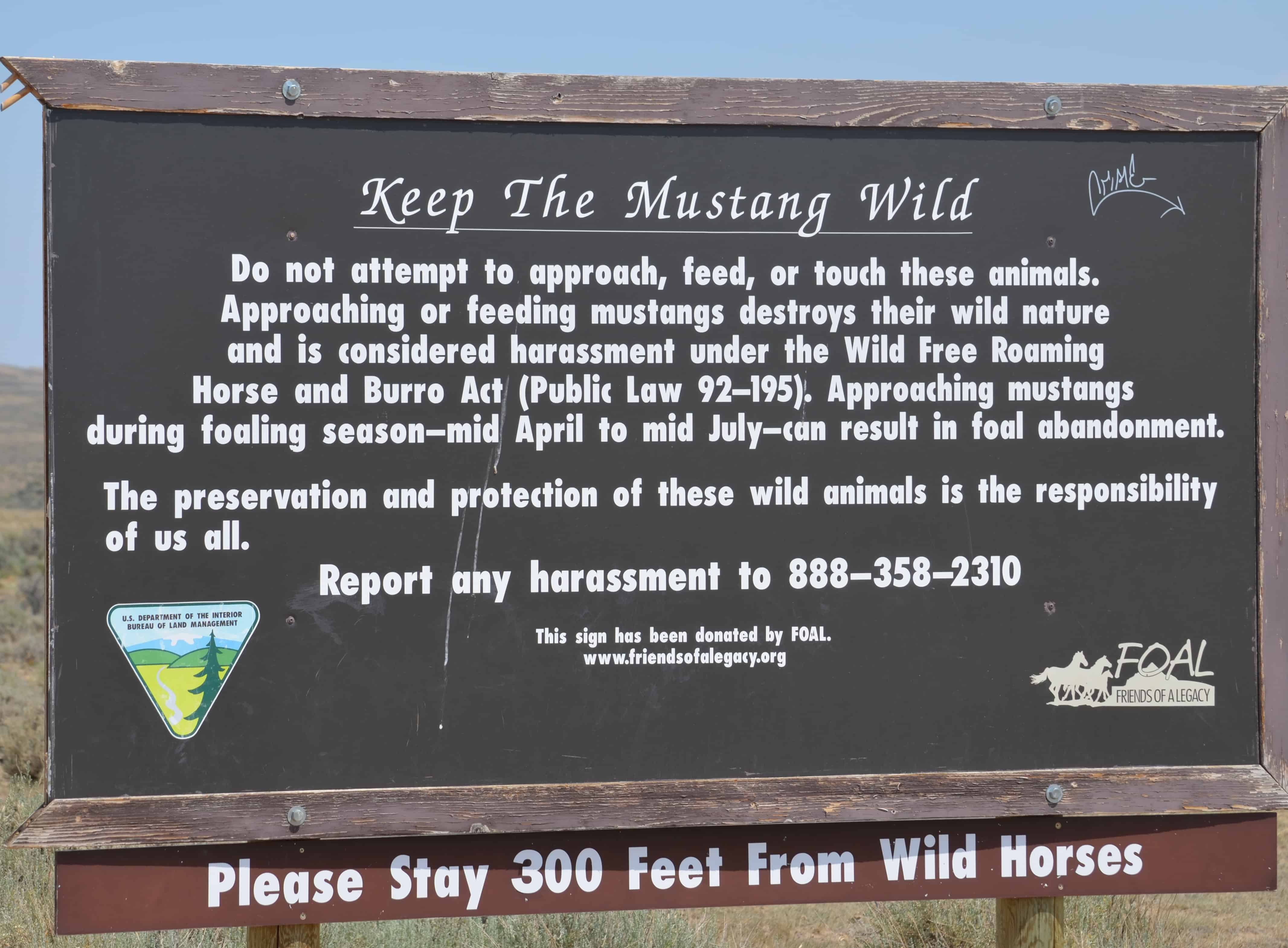 Looking for the herd