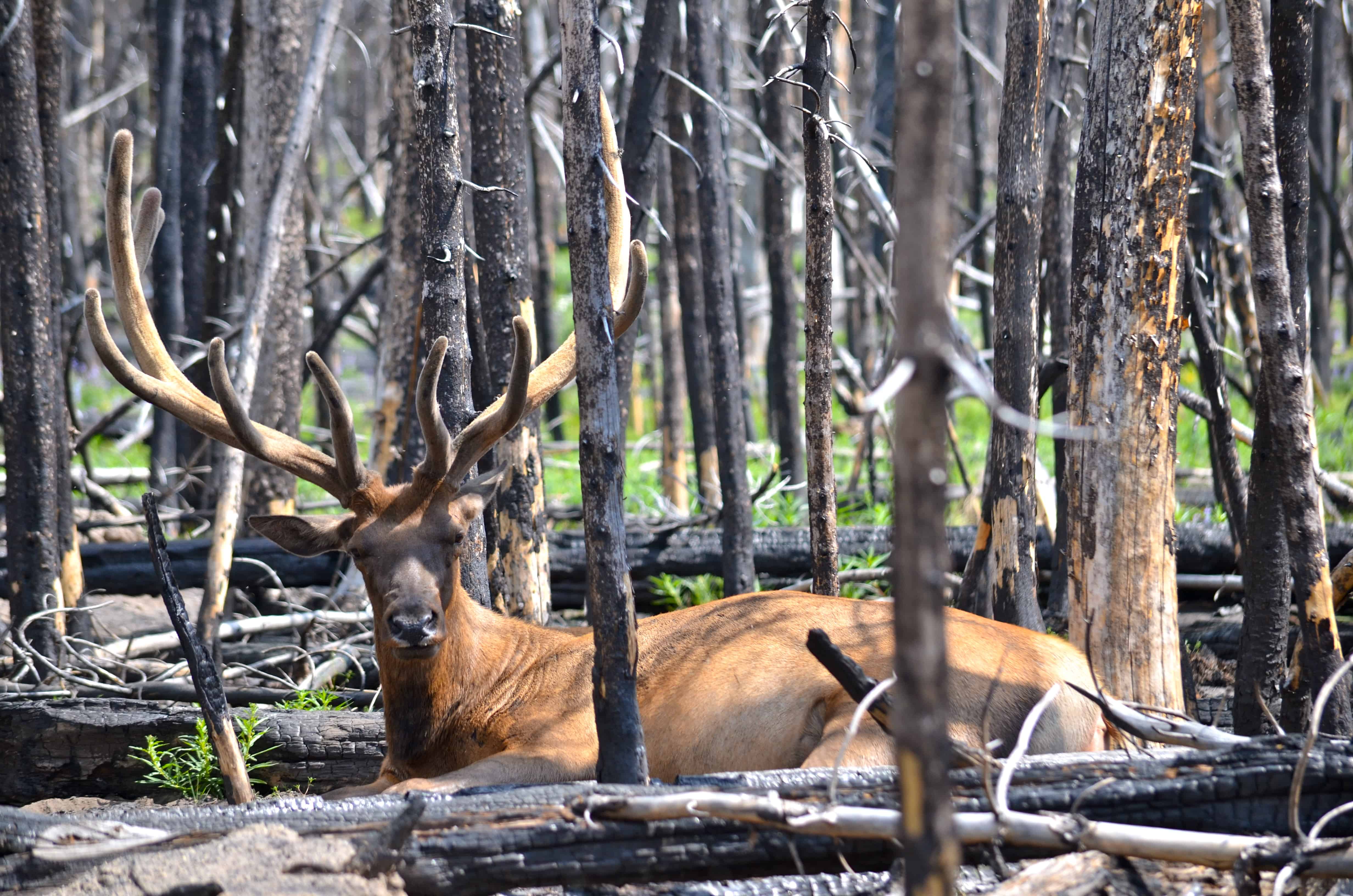 Elk in the trees