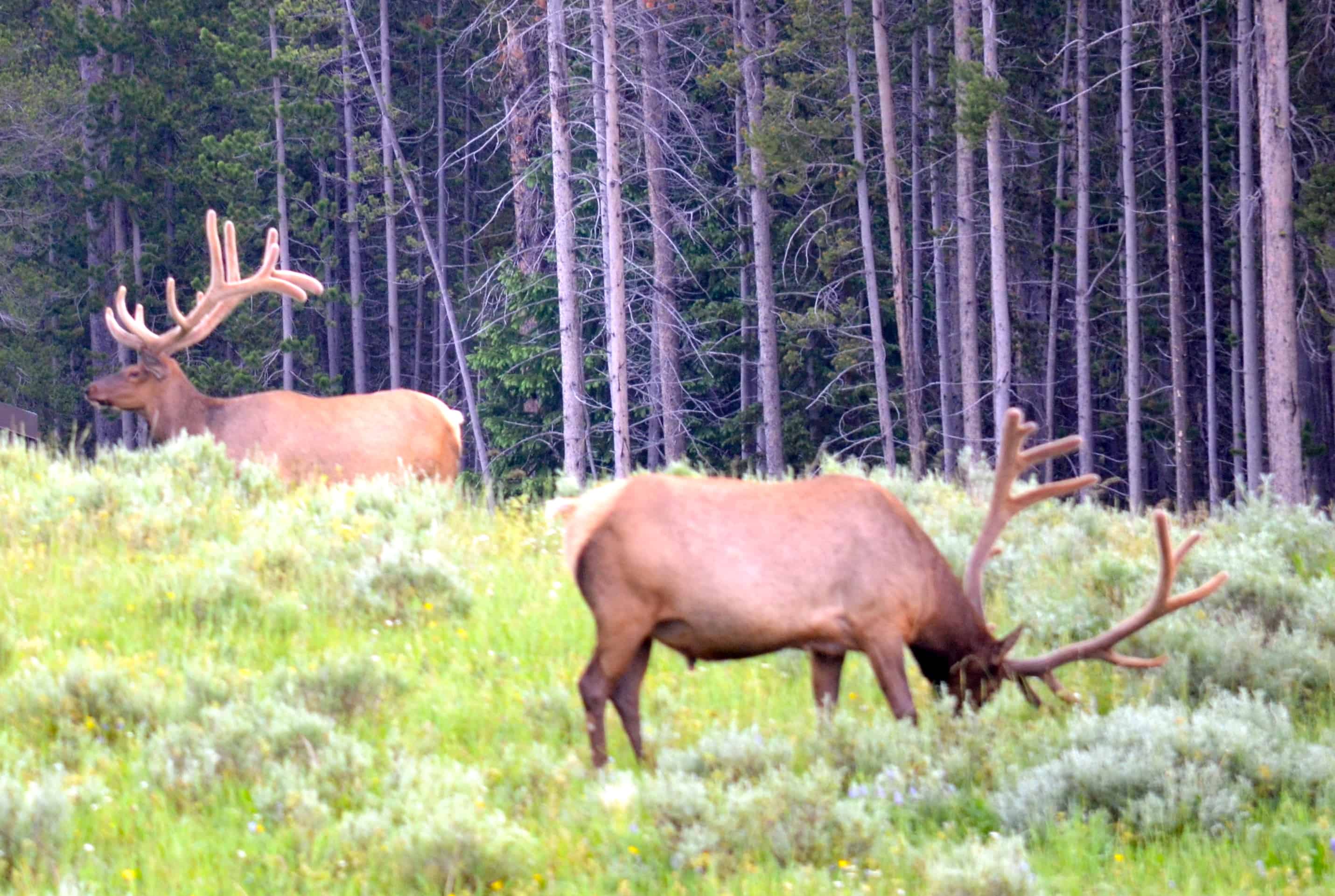 Elk grazing
