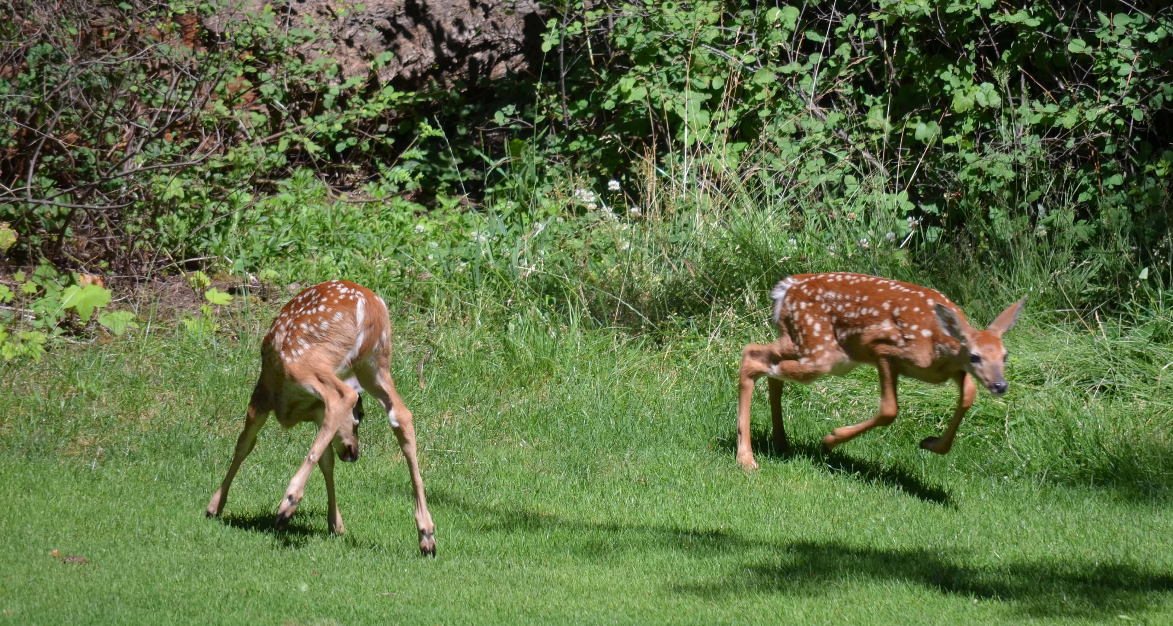 Two fawns at play