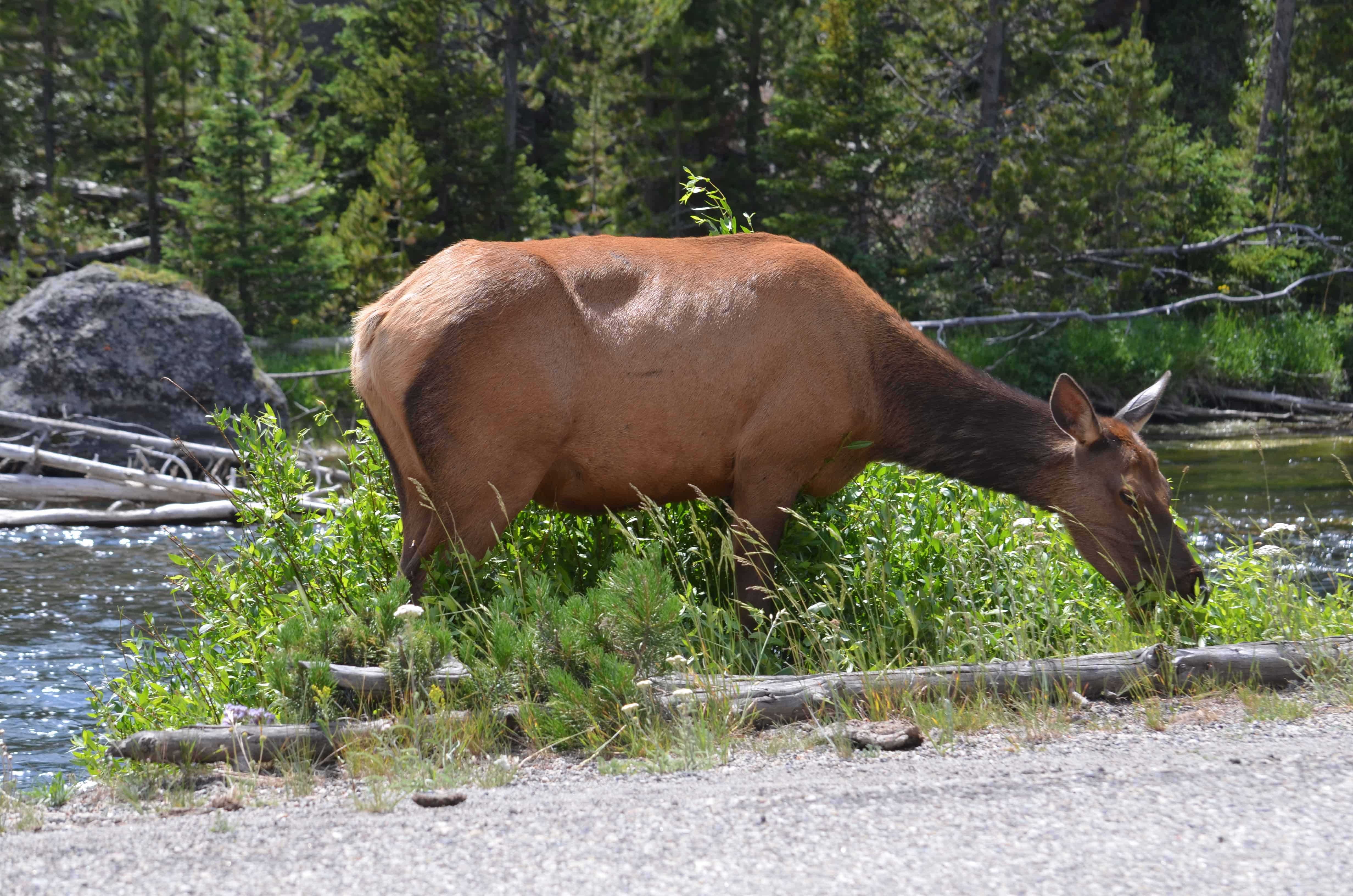 A female elk grazing roadside