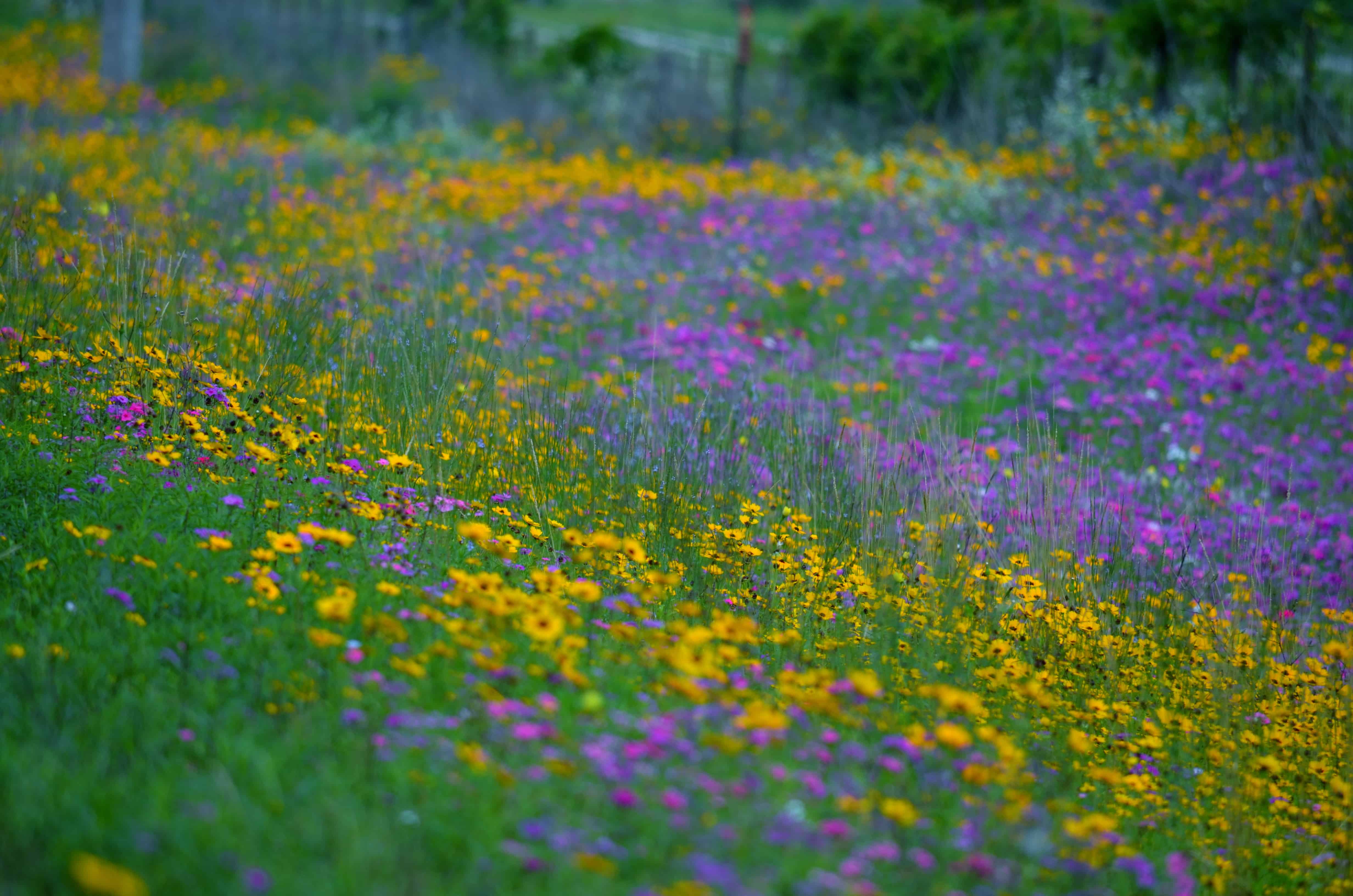 Wildflowers along the Florida byways