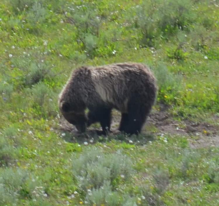 A grizzly