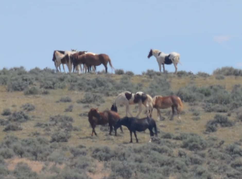 Part of the mustang herd